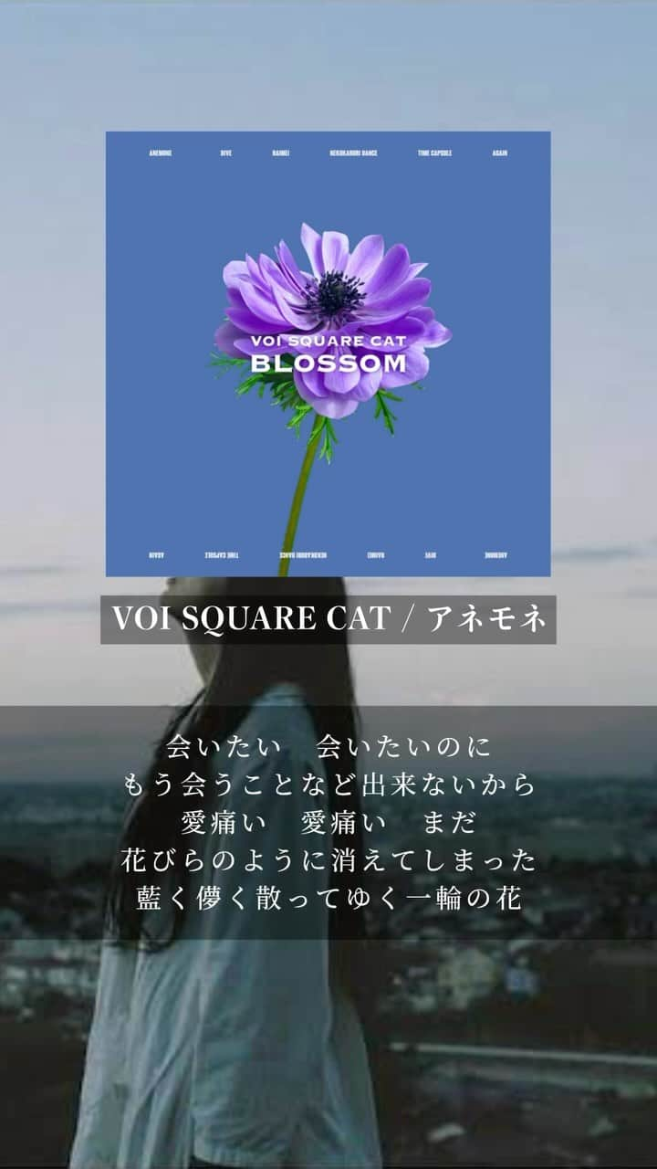 VOI SQUARE CATのインスタグラム