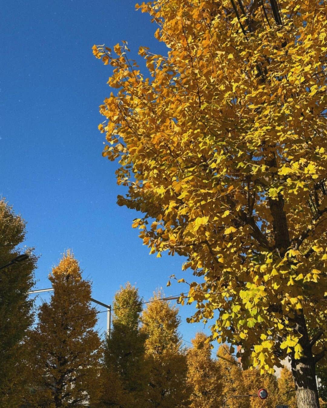 小池里奈さんのインスタグラム写真 - (小池里奈Instagram)「空の写真とか花の写真とか木の写真が気づいたらアルバムにたくさんあって、自分の歳を感じる今日この頃…🤔笑」12月11日 21時23分 - koike_rina_93