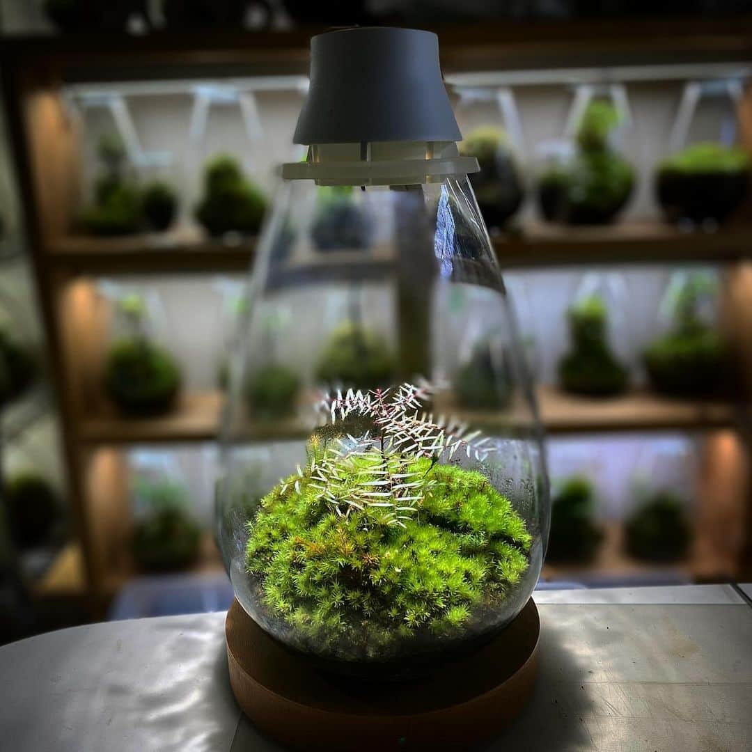 Mosslight-LEDのインスタグラム：「Mosslight   フィランサス”フェアリー”　Phyllanthus  #mosslight  #モスライト  #terrarium #テラリウム」