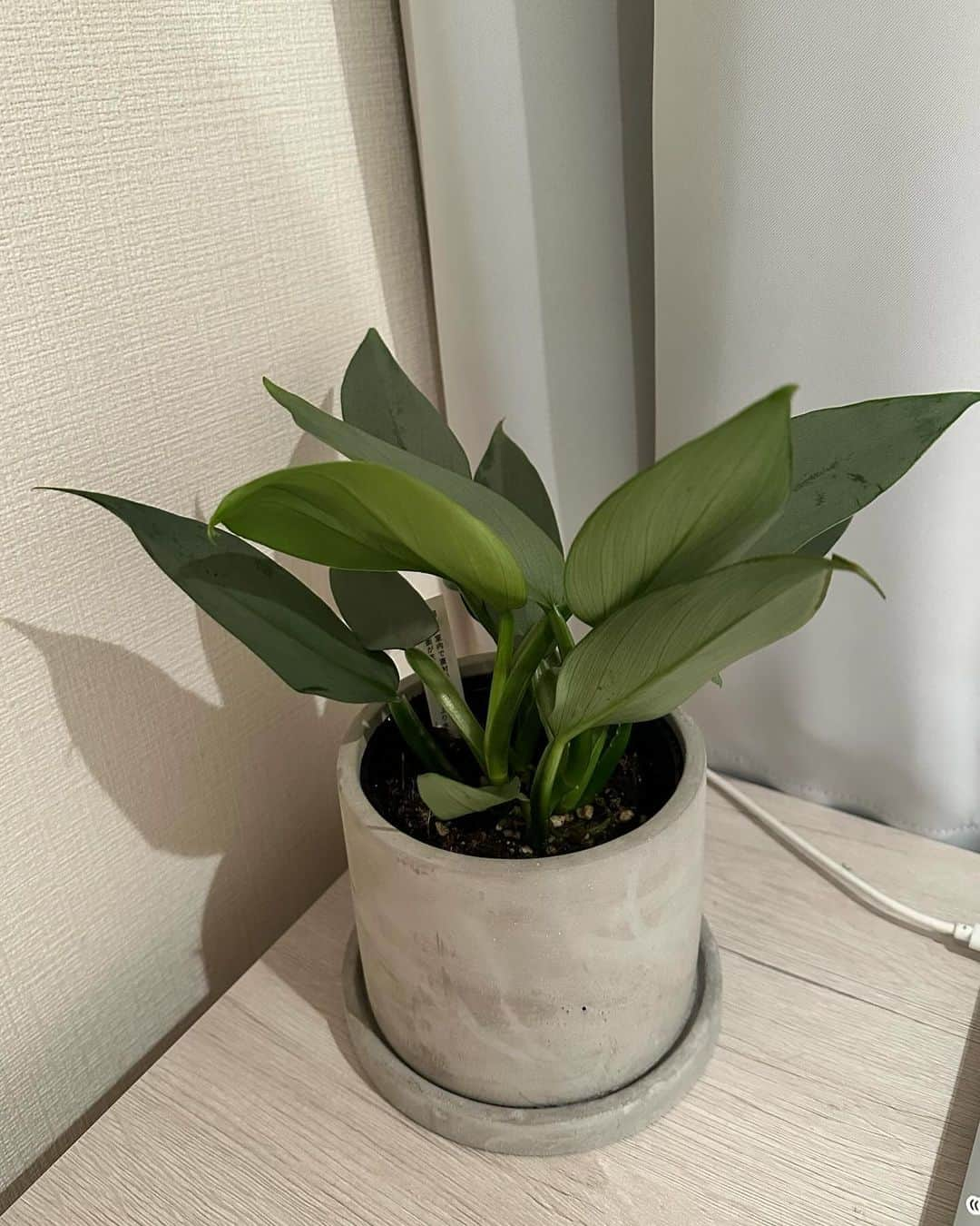 竹崎由佳さんのインスタグラム写真 - (竹崎由佳Instagram)「. 初めての観葉植物をゲット🪴 植木鉢とグリーンの組み合わせをあれこれ考えていたら、あっという間に1時間半経っていました...！ 結局パッと目についてときめいたフィロデンドロン・シルバーメタルに決定✨（名前絶対覚えられへん🤷‍♀️）  部屋の中に緑、もっと増やしたくなってきたー！！」12月11日 21時34分 - yuka__takezaki