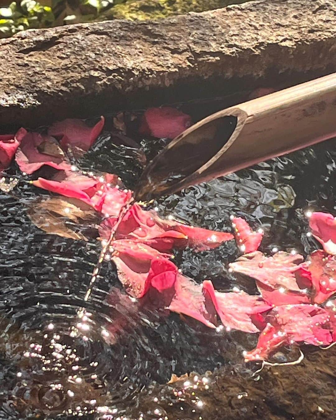 植村あかりさんのインスタグラム写真 - (植村あかりInstagram)「⁡ ⁡ りさちとお散歩してきました🌿 ⁡ 癒し〜 ⁡ ⁡ #juicejuice##植村あかり#入江里咲」12月11日 22時45分 - akari_uemura.official