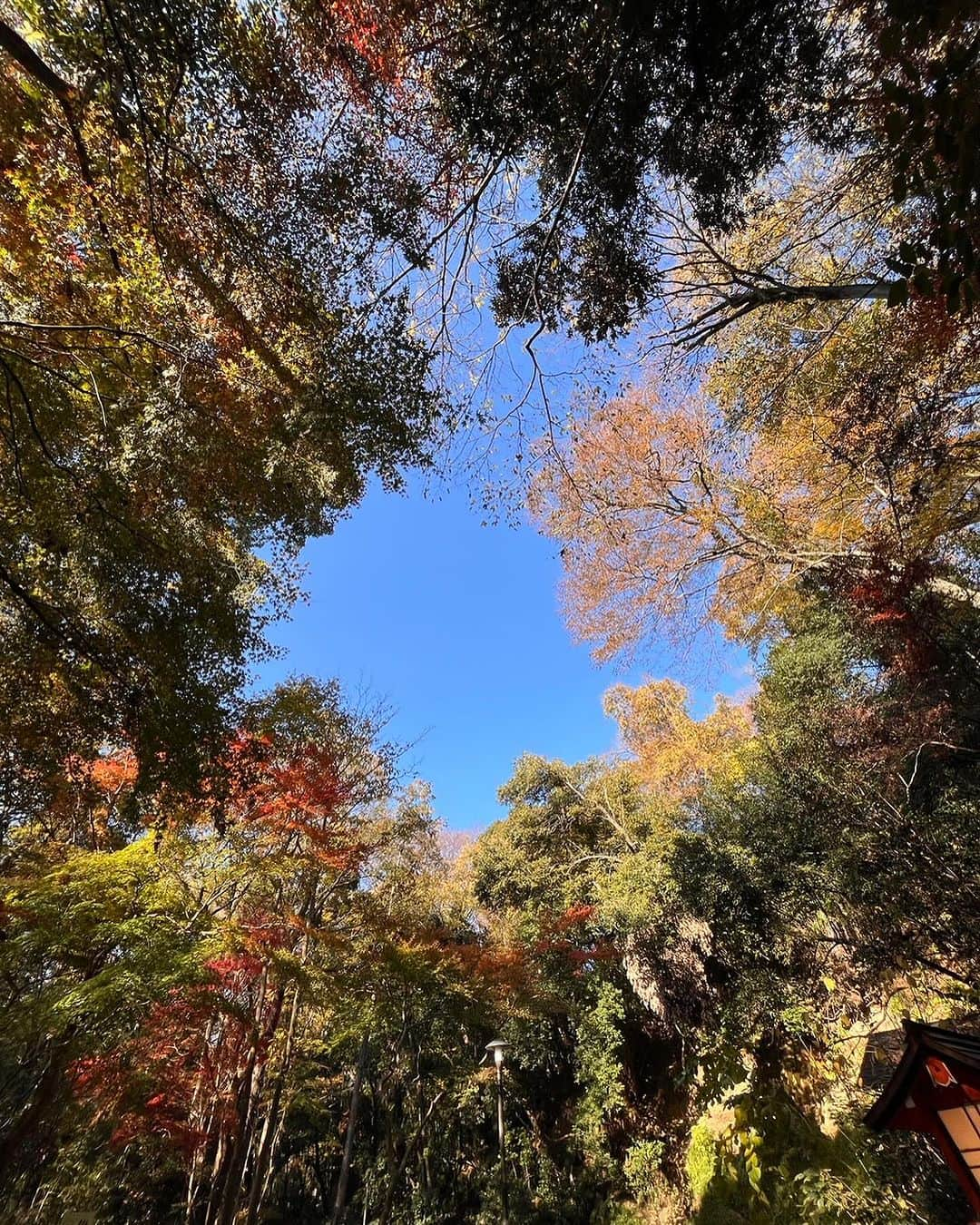 植村あかりさんのインスタグラム写真 - (植村あかりInstagram)「⁡ ⁡ りさちとお散歩してきました🌿 ⁡ 癒し〜 ⁡ ⁡ #juicejuice##植村あかり#入江里咲」12月11日 22時45分 - akari_uemura.official