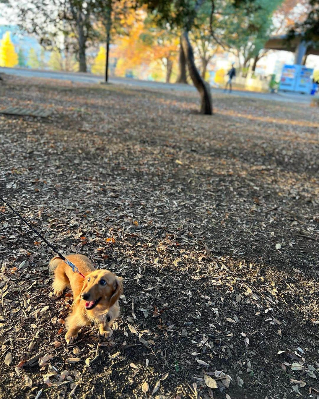 ゆうたむさんのインスタグラム写真 - (ゆうたむInstagram)「東京でもたくさん紅葉見れました🫶🍁😊 毎日お散歩行くから💕🐶  アフタヌーンティーでも🤍🫖 紅葉づくし😊😊😊  ラブなお2人と🫶👭 @nsc_shibata  @chikachu320   #hautecouturecafeomotesandou  #hautecouturecafe #オートクチュールカフェ表参道  #紅葉 #紅葉シーズン  #アフタヌーンティー #東京アフタヌーンティー #表参道カフェ  #ゆうたむのグルメメモ📝」12月12日 9時56分 - yuutamu_non