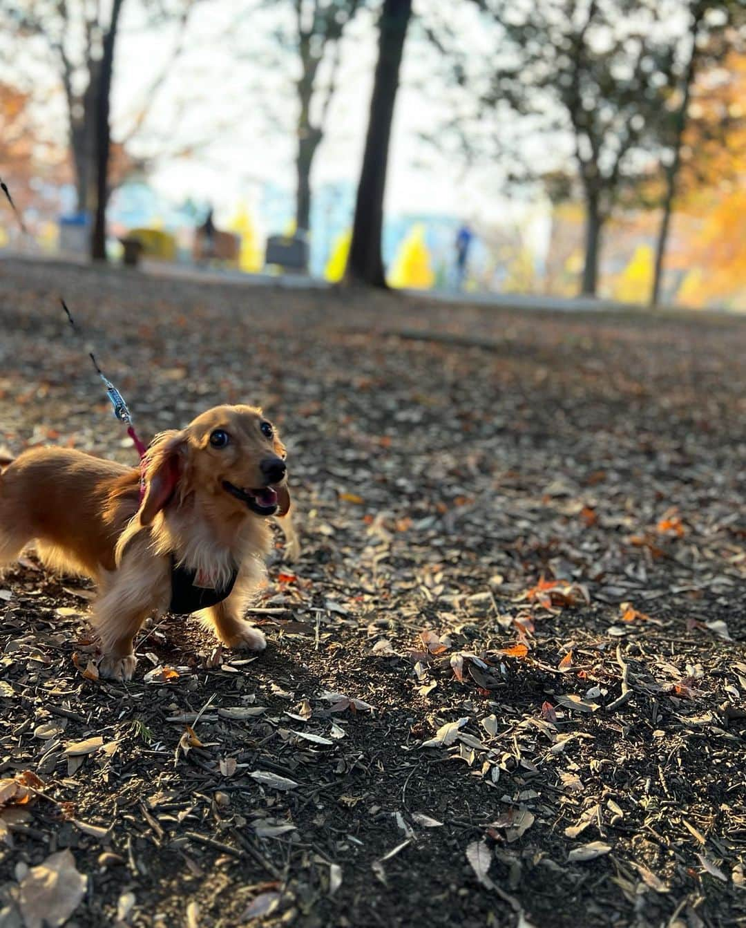 ゆうたむさんのインスタグラム写真 - (ゆうたむInstagram)「東京でもたくさん紅葉見れました🫶🍁😊 毎日お散歩行くから💕🐶  アフタヌーンティーでも🤍🫖 紅葉づくし😊😊😊  ラブなお2人と🫶👭 @nsc_shibata  @chikachu320   #hautecouturecafeomotesandou  #hautecouturecafe #オートクチュールカフェ表参道  #紅葉 #紅葉シーズン  #アフタヌーンティー #東京アフタヌーンティー #表参道カフェ  #ゆうたむのグルメメモ📝」12月12日 9時56分 - yuutamu_non