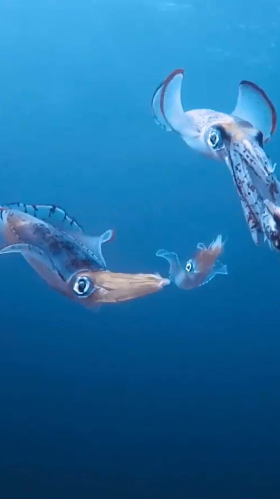 Discoveryのインスタグラム：「Game of squid 🦑   I was just about to surface from one of the coldest dives of my life when I noticed this squid spectacle. I was near hypothermic but couldn’t resist sticking around just a little longer to watch the show... I was going to fight for the fish but I figured we take enough of their fish, let’s leave this one for them 😋 Bon appetit!  🎥 + 💭 by @kenzokiren」