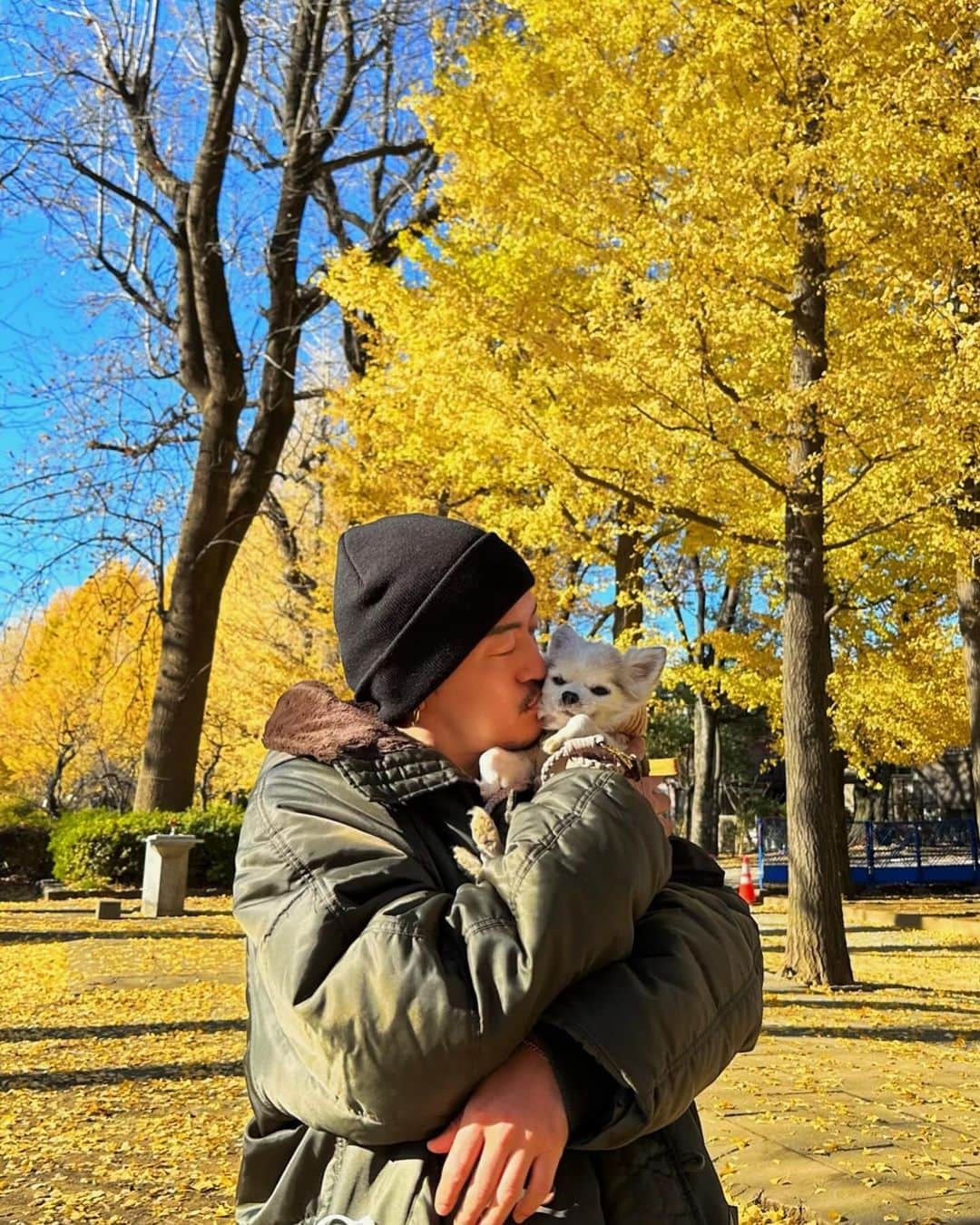 JunJunのインスタグラム：「. 今年もバニラと一緒に🐾🍁🍂💛 今年は抱っこ散歩でバニラ薄目でボーッとしてはった😌 更におばあちゃんになったバニラがとびきり可愛い🥰 （親バカ） 見た事ない表情や行動をしてくれたり新しい発見がまだまだいっぱい😆✨ 毎日ハラハラする事もあるけど毎日バニラと過ごせる日々に感謝ですね👏🏼 去年もこの道を歩いたのを覚えてくれてたのか地面に 降ろした瞬間ここ最近で1番歩いてくれはった🥇🐾💚  #チワワ #おばあちゃん🐾🐶 #16歳10ヶ月🐾 #バニラの日記🐾」