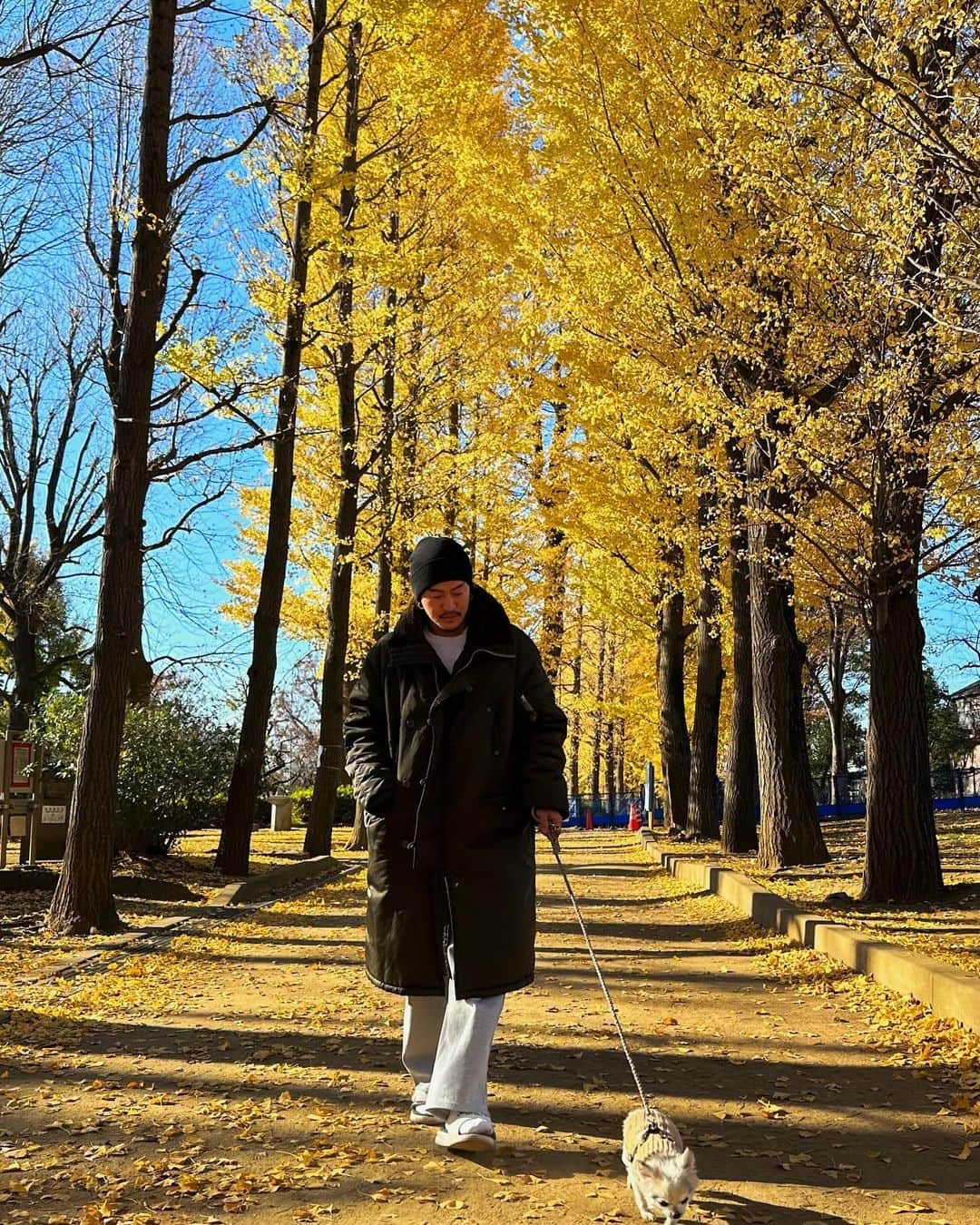 JunJunさんのインスタグラム写真 - (JunJunInstagram)「. 今年もバニラと一緒に🐾🍁🍂💛 今年は抱っこ散歩でバニラ薄目でボーッとしてはった😌 更におばあちゃんになったバニラがとびきり可愛い🥰 （親バカ） 見た事ない表情や行動をしてくれたり新しい発見がまだまだいっぱい😆✨ 毎日ハラハラする事もあるけど毎日バニラと過ごせる日々に感謝ですね👏🏼 去年もこの道を歩いたのを覚えてくれてたのか地面に 降ろした瞬間ここ最近で1番歩いてくれはった🥇🐾💚  #チワワ #おばあちゃん🐾🐶 #16歳10ヶ月🐾 #バニラの日記🐾」12月12日 2時57分 - junjun393