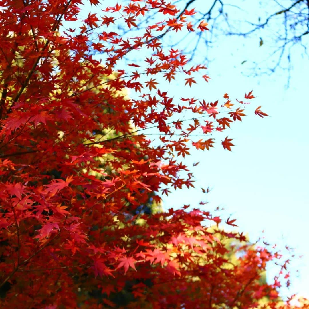 東京都庭園美術館さんのインスタグラム写真 - (東京都庭園美術館Instagram)「🍁庭園のみ公開中🍁 #庭園の四季シリーズ  当館の紅葉はピークを迎えています。芝庭や日本庭園のイロハモミジが、現在色づきあざやかです!  紅色に色づくものに加えて、橙色や黄色のカラフルなものも多く、毎年色づきが変化していくのが見どころです。  #東京都庭園美術館 #旧朝香宮邸 #庭園 #お散歩 #東京 #tokyometropolitanteienartmuseum #teienartmuseum #garden #tokyo #tokyomuseums #mapple」12月12日 10時18分 - teienartmuseum