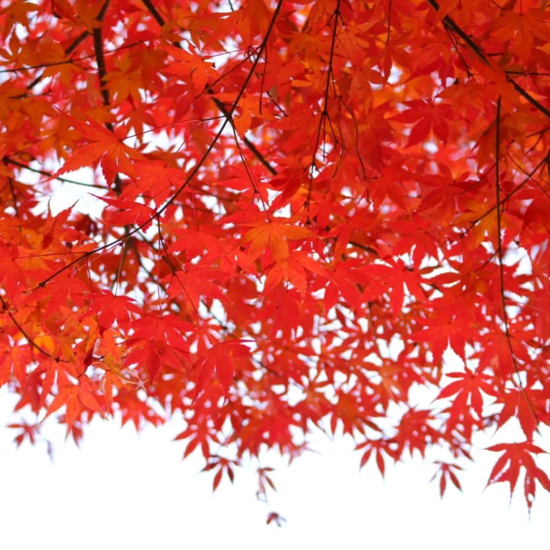 東京都庭園美術館のインスタグラム：「🍁庭園のみ公開中🍁 #庭園の四季シリーズ  当館の紅葉はピークを迎えています。芝庭や日本庭園のイロハモミジが、現在色づきあざやかです!  紅色に色づくものに加えて、橙色や黄色のカラフルなものも多く、毎年色づきが変化していくのが見どころです。  #東京都庭園美術館 #旧朝香宮邸 #庭園 #お散歩 #東京 #tokyometropolitanteienartmuseum #teienartmuseum #garden #tokyo #tokyomuseums #mapple」