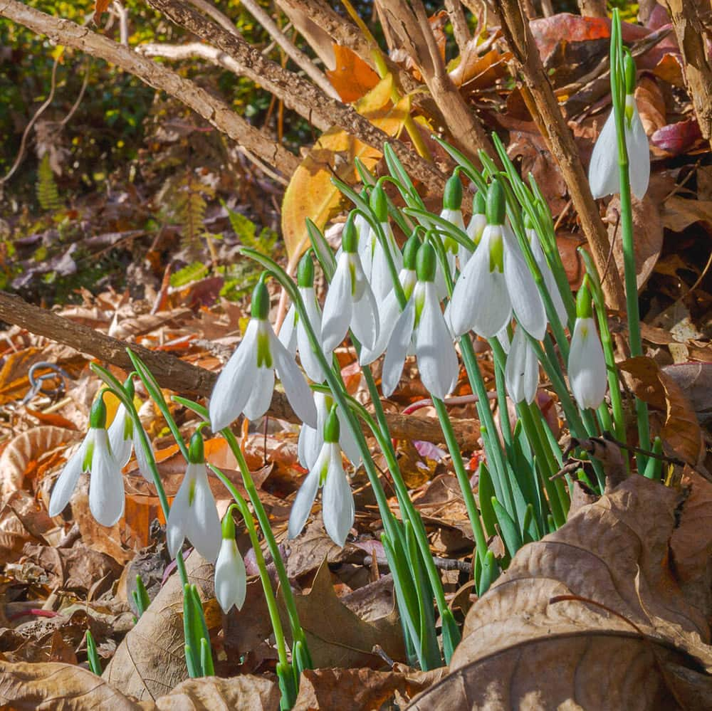 ニューヨーク植物園のインスタグラム：「We’re still waiting on the snow, but in the meantime the snowdrops are filling in. ❄️🌼  The official kick-off for winter is just over a week away, and the season’s favorite flowers are all too eager to celebrate. You’ll find these shy blooms pushing their way through the fall scenery in the Perennial and Azalea Gardens. Sound off if they’re blooming in your neck of the woods!  #Galanthus」