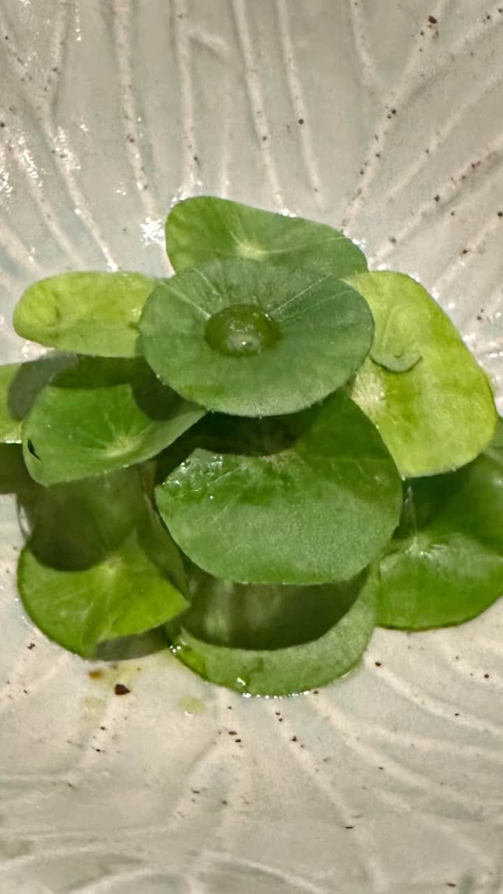 mori_no_tsukueのインスタグラム：「伝統と革新のタイ料理 Modern-Thai Cuisine “Saawaan”  located in the heart of Bangkok SAAWAAN (@saawaanbkk) 2019年、オープンして1年もたたずにミシュランの 1 つ星獲得。Saawaan （サワン） ワインのペアリングコース 【Appetizer】 【R A W】 「シェフ・アースが3つの独特の海のタンパク質と調和のとれた香りのドレッシングを芸術的に配合した素晴らしいRAWコースをお楽しみください。 フランス産ジャンポールオイスター、北海道産ホタテ、富山湾産イエローテールなど絶妙な味わいをお楽しみください。タイ東北部の活気ある「フラ」サラダからインスピレーションを引き出し、タイのチリジャム、白ウコンのピクルス、フレッシュハーブメドレーを使用した香ばしいドレッシングを手際よく作ります。」 by Saawaan サワン(สวรรค์)とはタイ語で天国という意味 #modernthaicuisine #Saawaan」