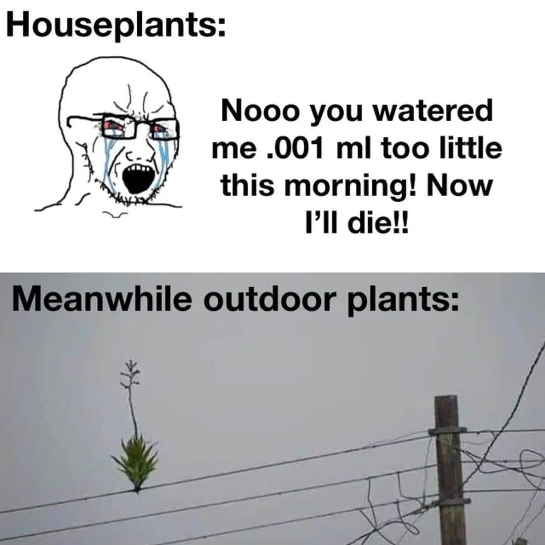 9GAGのインスタグラム：「outdoor plant stronk - #plants #memes #9gag」