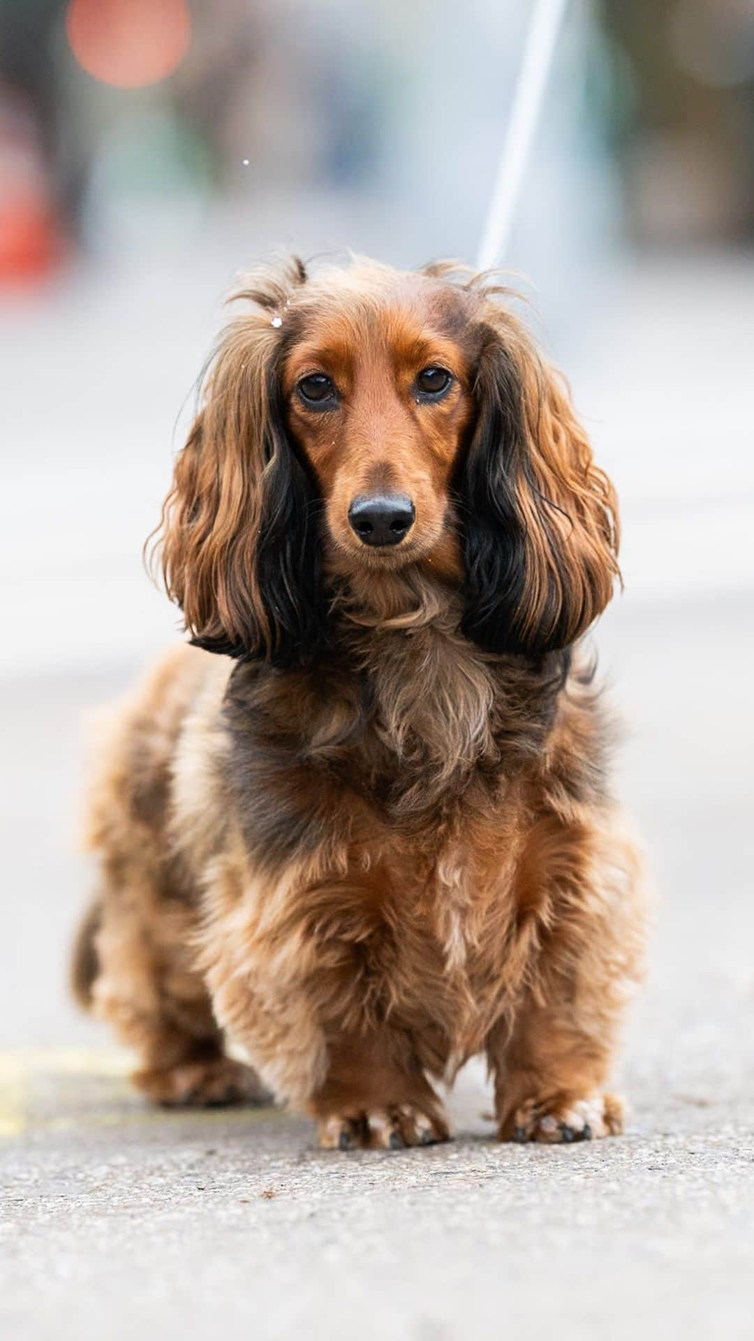 The Dogistのインスタグラム：「Charlie, Longhaired Dachshund, Dekalb & Carlton Ave., Brooklyn, NY • “Those balls are his kryptonite.” @longdogcharlie_   Do you think Charlie earned the squeaky ball?」