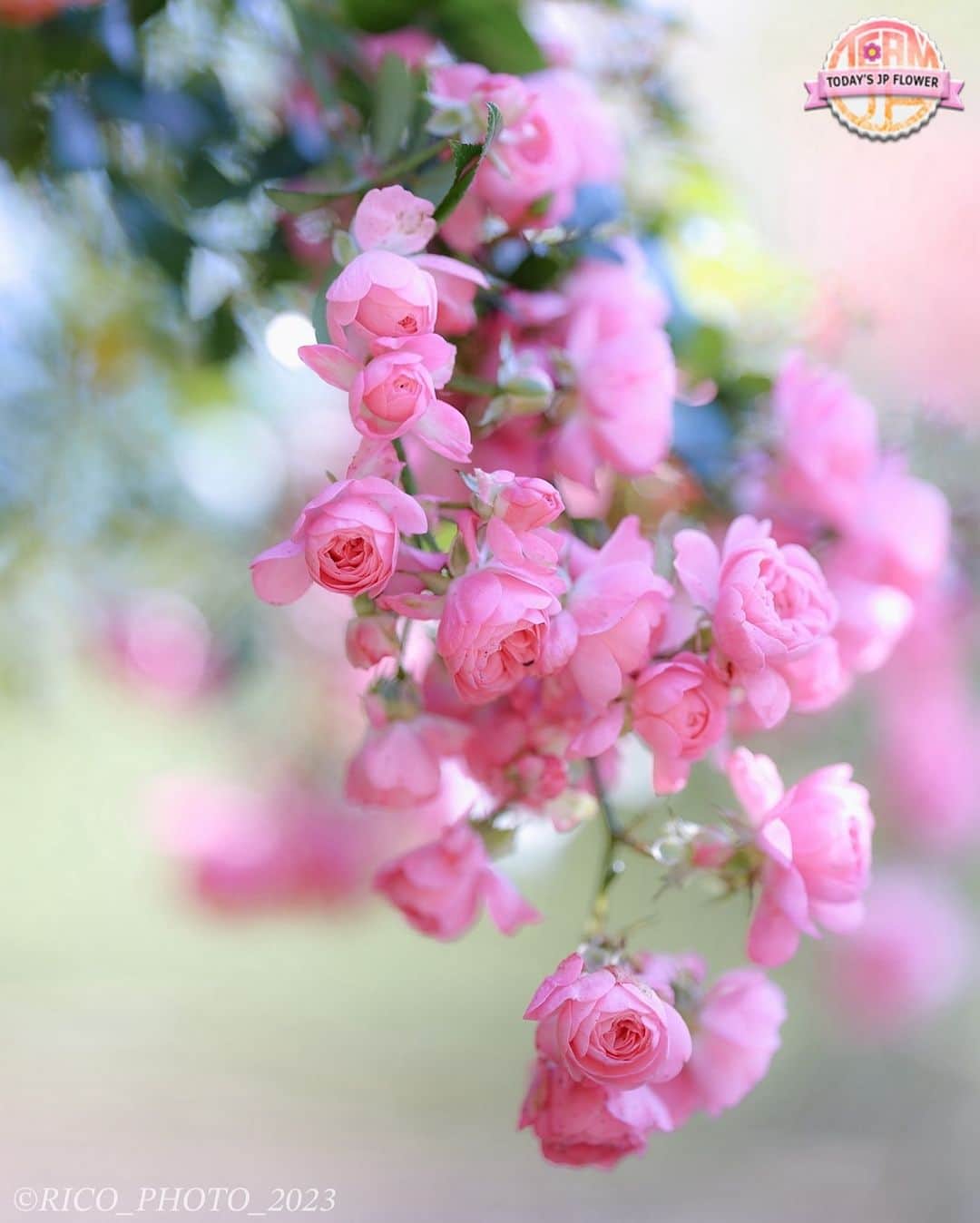 team_jpのインスタグラム：「⁑ 🌺Today's JP Flower🌺　 　 💐🌼🌸おめでとうございます‼︎‼︎🌸🌼💐　 🌹🥀 @kooriinoo 🥀🌹　 　 　 Photo selected by @yukiii_fleur Flower Tag 🌷#team_jp_flower 🌷　 　 　 いつも素敵な日本の花の写真にタグを付けていただき ありがとうございます。 　 　 Follow: @Team_JP  Tag: #team_jp_   #花 #flowers #ファインダー越しの私の世界　 #カメラ好きな人と繋がりたい  #花好きな人と繋がりたい #花撮り人 #flowerphotography #flowerlovers  #バラ #rose 🗾」