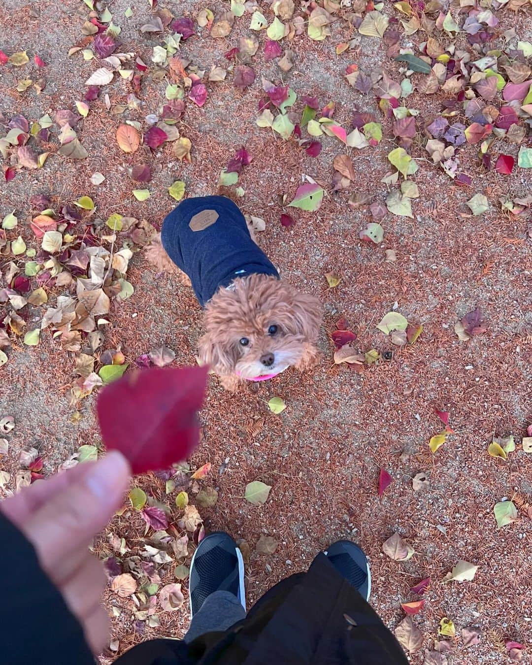 日下裕江さんのインスタグラム写真 - (日下裕江Instagram)「葉が落ちて  紅葉の絨毯が綺麗🍁🍂  #紅葉 #もみじ #紅葉の絨毯 #落ち葉」12月12日 7時52分 - hiroe___h