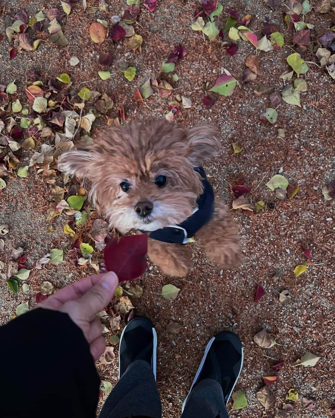 日下裕江のインスタグラム：「葉が落ちて  紅葉の絨毯が綺麗🍁🍂  #紅葉 #もみじ #紅葉の絨毯 #落ち葉」