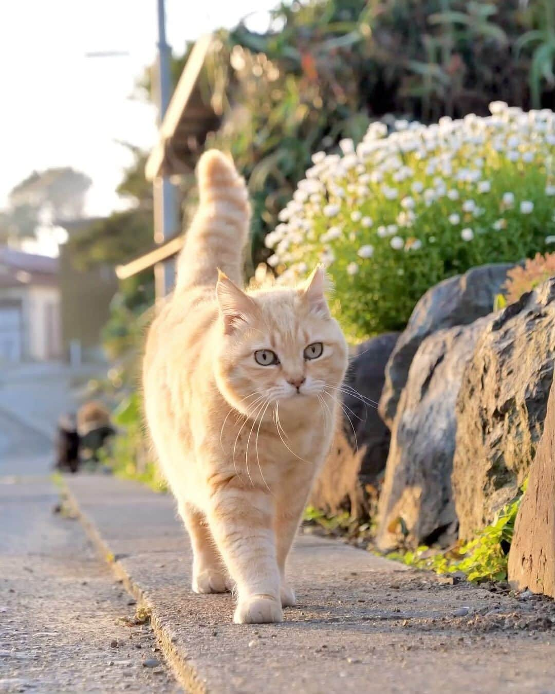 simabossnekoのインスタグラム：「・ おはよう☀️ Good morning. Swipeしてね←←🐾  ※写真は「さちカレンダー2024」より。今年の春に撮影しました☘️  \ 在庫が少なくなってきた作品も/ カレンダーの購入をご予定の方はお早めに🐾  🐱カレンダーラインナップ 【さちカレンダー2024】 ・愛らしい島猫"さち"の姿をおさめています🗓️ ・枚数28枚(両面仕様 計56面) ・初の"週めくり"カレンダー✨ 卓上B6 ●minne、メルカリShops内"simabossneko's shop"にて  ※大分・深島公式サイト、Cafeむぎでも数量限定で販売中🐾  ・ 【ほっこり島猫週めくりカレンダー2024】 ・53週、ふくふく仲良し。選りすぐりの島猫たちがいっぱい🙌 ・枚数28枚(両面仕様 計56面)の週めくりカレンダー ・六曜、祝日付き 卓上B6 ●minne、メルカリShops内"simabossneko's shop"にて  ・ 【なかよしすぎる島猫カレンダー2024】 ・MdNコーポレーション製作 ・六曜、二十四節気、雑節、朔望（月相）、イベント、前後月掲載 ・自由に書き込めるフリースペースを用意 ・サイズ：縦30×横40cm（展開時60×40cm） ◎壁掛月めくり ●Amazon、楽天ブックス等にて  ・ 【ほっこりゆったり毎日島猫日めくりカレンダー2024】 ・翔泳社製作 ・毎日違う島猫の写真が楽しめる366日！ ・お散歩、昼寝、仲良し、じゃれ合いなどなど、様々なシーンを掲載 ・縦100×横140mm、天糊綴じ、370P、スタンド付き ◎卓上日めくり ●Amazon、楽天ブックス等にて  ・ 【日なたぼっこ猫だよりカレンダー2024】 ・アクティブコーポレーション製作 ・毎年好評のシリーズ。のんびりだらだらな猫たちが、癒しと、人生をちょっとよく生きるメッセージを送ります。 （カレンダー内には 7枚、simabossnekoの写真が採用されています）  ◎卓上月めくり、壁掛月めくりの2タイプ ●ハンズ、アクティブコーポレーション公式ショップ等にて  ☆毎日島猫日めくりカレンダーと日なたぼっこ猫だよりは、さちカレンダーや島猫週めくりカレンダーとのセットを、simabossneko's shopにて販売中✨  ★minne、メルカリShopsへは @simabossneko または @p_nyanco22 のプロフィールリンクからご覧いただけます。  🔍メルカリは、アプリ立ち上げ後「simabossneko's shop」で検索してみてください。  👉ストーリーハイライトにも、ショップへのリンク(minne)があります。そちらも是非ご覧ください。  ・ 2024calendars🗓️ Our stock is limited, so you should act now before it is too late!  ●Island Cats Weekly Calendar 2024 53weeks, A lot of selected island cats photos❣️  ●Sachi Weekly Calendar 2024 It is a calendar that shows the lovely island cat "Sachi"💓  These are desktop, B6 size. 28 sheets (56 sides in total with double-sided specifications) Weekly calendar.   We also sell a great set with “Hinatabokko Nekodayori Calendar” and “366days Island cats Day to Day Calendar” 🐾  The 2024 calendars are sold at minne "simabossneko's shop"  ●Shop URL https://minne.com/＠simabossneko  🇺🇸🇰🇷🇹🇼🇭🇰🇦🇺🇫🇷🇩🇪🇮🇹etc. It is possible to purchase and ship the works from overseas. ※ Shipping fee will be charged separately.  You can reach the shop from the profile link of @simabossneko or @p_nyanco22   And, Story highlights also have a link to the shop. Please take a look there too.  ・ #しまねこ #島猫 #ねこ #猫写真 #cats_of_world #catloversclub #pleasantcats #catstagram #meowed #ig_japan #lumixg9」