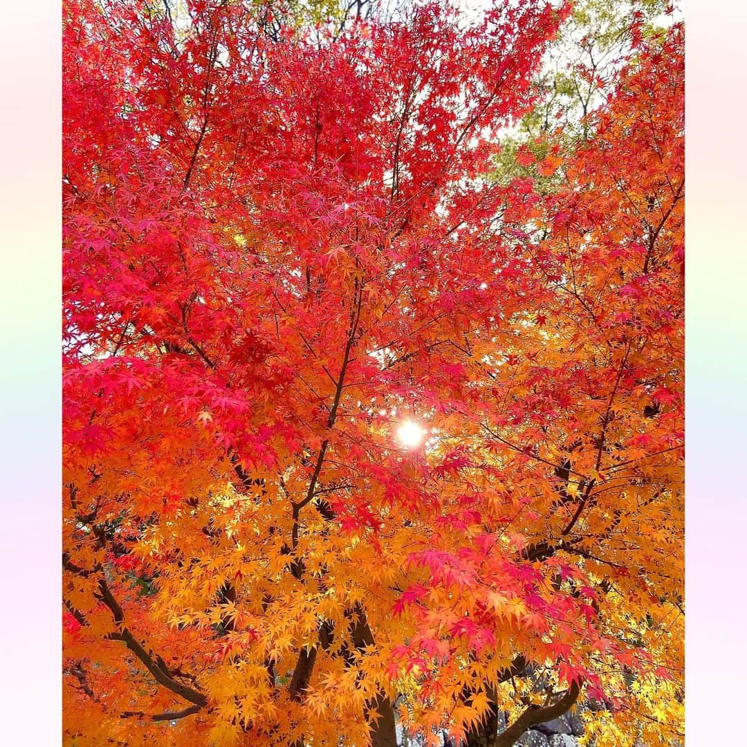 長柄ひろみさんのインスタグラム写真 - (長柄ひろみInstagram)「#Autumnleaves 🍁  紅葉狩りリベンジしてきたよ🤗🍁  数日なのに、この前紅葉していた所がもう枯葉になっていたり、全然紅葉していなかった所が見頃になっていたり、季節の移り変わりを感じました😌🍂  前回は黄色い紅葉が多かったので、今回は赤系の紅葉を中心に探してきました！ 1枚目黄色だけど😂💛 赤い紅葉もやっぱり綺麗🥰 紅葉狩りリベンジ成功🍁❤️  今日は今年の漢字が発表されましたね！ 今年の漢字は「税」 私の予想は「虎」だったんですが4位でした🐯🏅 皆さんの予想は当たりましたか？？  大切なことなんですが、「税」て聞くとなんだか一気に現実に戻される感じがしますね😖  ｡・ﾟ・。𖧷｡・ﾟ・。𖦞｡・ﾟ・。𖧷｡・ﾟ・｡𖦞。・ﾟ・。  #紅葉狩り」12月12日 19時24分 - aoi_asahi