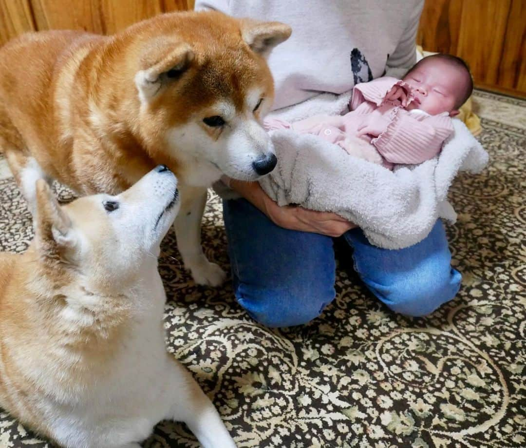 shibainu berryさんのインスタグラム写真 - (shibainu berryInstagram)「Berry and Mukumin had a sister👶 べりむくに妹(人間)ができました👶 むくみにとっては妹、べりやんとは年が離れてるから孫かな😂 べりむくは赤ちゃんには全く興味なし😅 おかんは妊娠中はつわりも無く普段通りに過ごせてたけど産後、体のダメージが大きくしばらく死んでました🫠🫠 インスタ休んでる間、ご心配おかけして申し訳ありません🙇‍♀️ 今はじいじがべりむくの散歩を頑張ってくれてます😅 最近はべりやんがやる気満々で散歩1時間以上行ってます😅べりむく、別々に散歩行くじいじは1日14000歩散歩させられてる😓🙏 猫2匹も居るので、実家てんやわんや状態でジジババ頑張ってくれてます🙇‍♀️(おとんは仕事頑張ってくれたらそれでいい！) なかなか写真を撮るようにもならないけど、べりむく、キジちゃん、いまるは元気です🐻🦊😽😸 元気でないのは人間の方😅💦 また余裕ができたら投稿します〜🥹 #高齢出産 #高齢出産で初産 #自然分娩 #犬の脾臓腫瘍 #犬の腫瘍摘出手術 #僧帽弁閉鎖不全症 #僧帽弁閉鎖不全症の犬 #僧帽弁閉鎖不全症手術済 #僧帽弁閉鎖不全症克服 #柴犬 #柴 #べりやん #べりむく #多頭飼い #徳島 #berry #shiba #shibainu  #shibainumania #ぷにっと部 #口角キュキュッと部 #チーム俺様 →部員絶賛募集中 #shiba_snap #proudshibas #instagramjapan #ふわもこ部 #pecoいぬ部 #pecotv #9gag @9gag @barked」12月12日 19時24分 - shibainu.berry