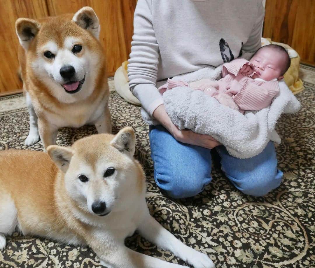 shibainu berryさんのインスタグラム写真 - (shibainu berryInstagram)「Berry and Mukumin had a sister👶 べりむくに妹(人間)ができました👶 むくみにとっては妹、べりやんとは年が離れてるから孫かな😂 べりむくは赤ちゃんには全く興味なし😅 おかんは妊娠中はつわりも無く普段通りに過ごせてたけど産後、体のダメージが大きくしばらく死んでました🫠🫠 インスタ休んでる間、ご心配おかけして申し訳ありません🙇‍♀️ 今はじいじがべりむくの散歩を頑張ってくれてます😅 最近はべりやんがやる気満々で散歩1時間以上行ってます😅べりむく、別々に散歩行くじいじは1日14000歩散歩させられてる😓🙏 猫2匹も居るので、実家てんやわんや状態でジジババ頑張ってくれてます🙇‍♀️(おとんは仕事頑張ってくれたらそれでいい！) なかなか写真を撮るようにもならないけど、べりむく、キジちゃん、いまるは元気です🐻🦊😽😸 元気でないのは人間の方😅💦 また余裕ができたら投稿します〜🥹 #高齢出産 #高齢出産で初産 #自然分娩 #犬の脾臓腫瘍 #犬の腫瘍摘出手術 #僧帽弁閉鎖不全症 #僧帽弁閉鎖不全症の犬 #僧帽弁閉鎖不全症手術済 #僧帽弁閉鎖不全症克服 #柴犬 #柴 #べりやん #べりむく #多頭飼い #徳島 #berry #shiba #shibainu  #shibainumania #ぷにっと部 #口角キュキュッと部 #チーム俺様 →部員絶賛募集中 #shiba_snap #proudshibas #instagramjapan #ふわもこ部 #pecoいぬ部 #pecotv #9gag @9gag @barked」12月12日 19時24分 - shibainu.berry