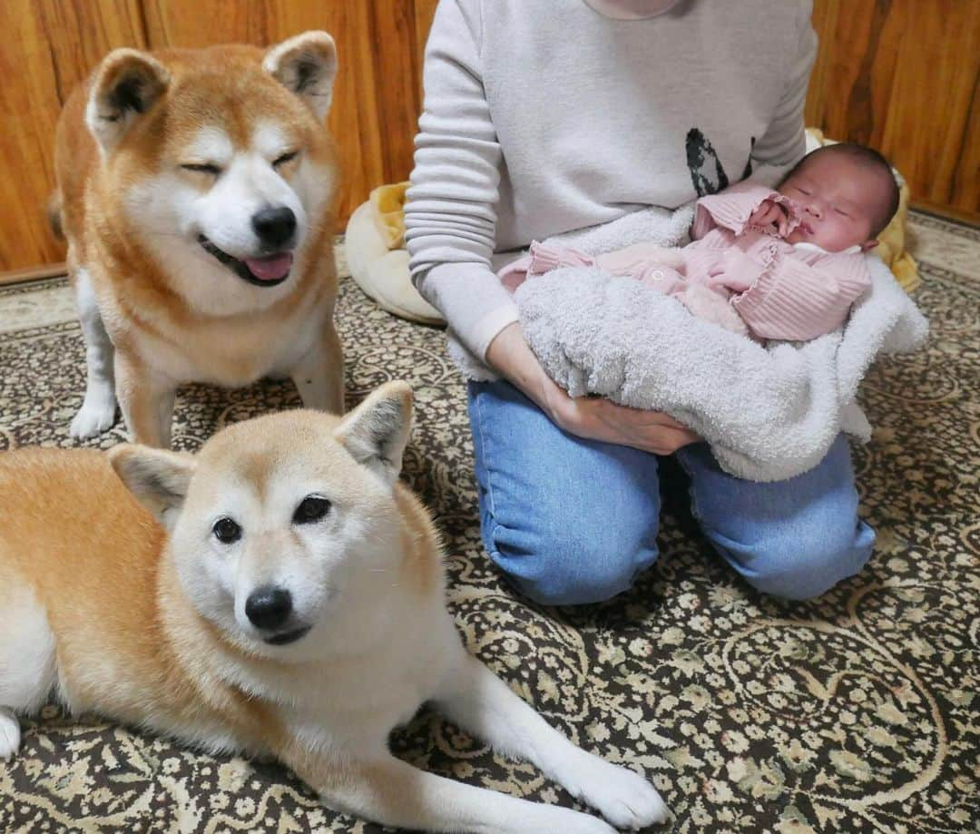 shibainu berryのインスタグラム：「Berry and Mukumin had a sister👶 べりむくに妹(人間)ができました👶 むくみにとっては妹、べりやんとは年が離れてるから孫かな😂 べりむくは赤ちゃんには全く興味なし😅 おかんは妊娠中はつわりも無く普段通りに過ごせてたけど産後、体のダメージが大きくしばらく死んでました🫠🫠 インスタ休んでる間、ご心配おかけして申し訳ありません🙇‍♀️ 今はじいじがべりむくの散歩を頑張ってくれてます😅 最近はべりやんがやる気満々で散歩1時間以上行ってます😅べりむく、別々に散歩行くじいじは1日14000歩散歩させられてる😓🙏 猫2匹も居るので、実家てんやわんや状態でジジババ頑張ってくれてます🙇‍♀️(おとんは仕事頑張ってくれたらそれでいい！) なかなか写真を撮るようにもならないけど、べりむく、キジちゃん、いまるは元気です🐻🦊😽😸 元気でないのは人間の方😅💦 また余裕ができたら投稿します〜🥹 #高齢出産 #高齢出産で初産 #自然分娩 #犬の脾臓腫瘍 #犬の腫瘍摘出手術 #僧帽弁閉鎖不全症 #僧帽弁閉鎖不全症の犬 #僧帽弁閉鎖不全症手術済 #僧帽弁閉鎖不全症克服 #柴犬 #柴 #べりやん #べりむく #多頭飼い #徳島 #berry #shiba #shibainu  #shibainumania #ぷにっと部 #口角キュキュッと部 #チーム俺様 →部員絶賛募集中 #shiba_snap #proudshibas #instagramjapan #ふわもこ部 #pecoいぬ部 #pecotv #9gag @9gag @barked」