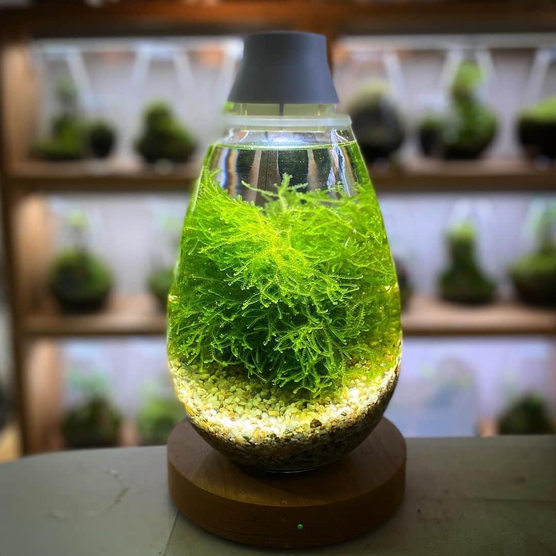 Mosslight-LEDのインスタグラム：「Mosslight   フジウロコゴケ	Chiloscyphus polyanthus 　(L.) Corda	ウロコゴケ科 フジウロコゴケ属 抽水～沈水植物・苔類  #mosslight  #モスライト  #terrarium #テラリウム」