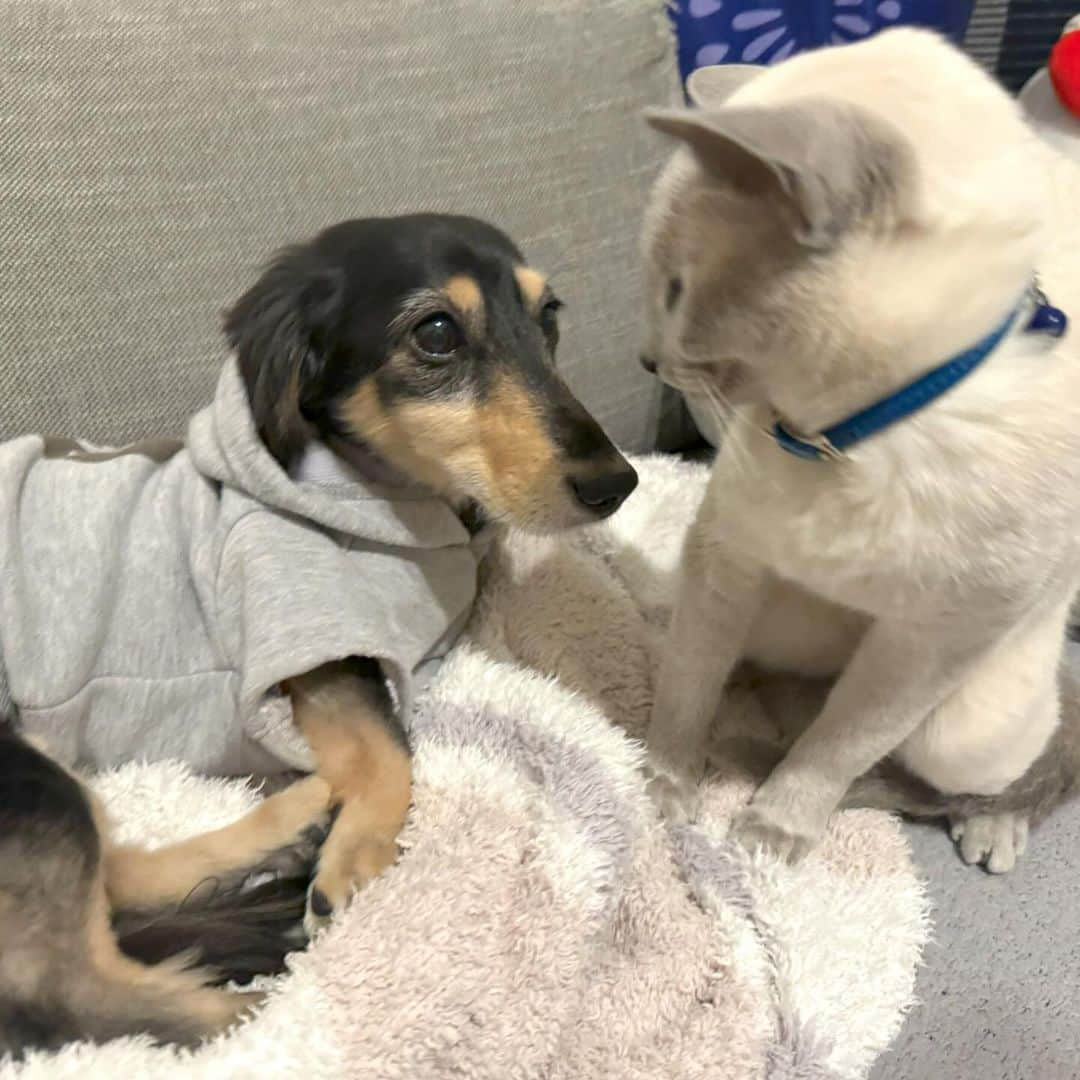 来栖あつこさんのインスタグラム写真 - (来栖あつこInstagram)「🐶⁡🐱 ムールル、ムーが寝てると ルルがくっついてくるパターン 多め✨ ⁡  ⁡我が家は夫以外みんな冬生まれ。 もうすぐ２匹➕1人、また歳を 重ねます🥹 #犬猫共存 #ムーちゃん #ムシャ  #dog  #ダックスフンド #dackshund  #犬 #狗 #개 #Hund #cane #chien  #miniaturedachshund  #ミニチュアダックスフンド  #dogstagram  #ムールル #猫  #catstagram #chat #gatto  #gato #ねこ #Katze #kurusunene  #cat #RussianBlue  #ロシアンブルー  #ブルーポイント」12月12日 12時27分 - atsukokurusu