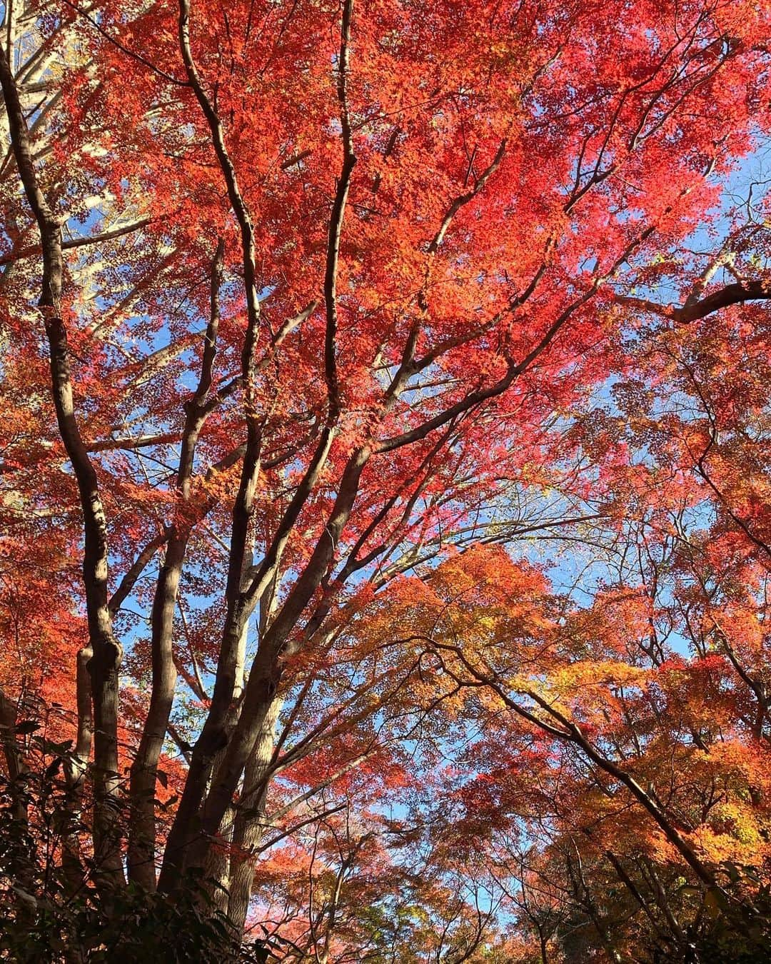 仲川希良さんのインスタグラム写真 - (仲川希良Instagram)「Advent2023🌲7 ・ 8日は鎌倉へ 四角友里さんのアテンドで KUKKA party の皆さんと一緒に 獅子舞の谷の紅葉を堪能してきました ・ 「ここは色付くと最高」と何度も耳にしていた獅子舞 友里さんのおかげで最高のタイミングで歩くことができました 鎌倉の紅葉は12月なんですねぇ ・ ・ チラチラと揺れる小さなモミジが集まって色とりどりのスクリーンになり それが幾重にも重なって新たな色を生み 降り注ぐ光を浴びた自分までその色に包まれる ・ 差し込まれる木の影の模様も美しいアクセントでした ・ ・ 見上げ続けて 縮こまった体がいつの間にやらほぐされたな ・ ・ ・ KUKKA partyは山登りを楽しむ方を応援するコミュニティ @kukka_moi  今回はカメラ好きな方が多く("写ルンです"をお持ちの方も！) 小さな谷を撮影しながら たっぷり1時間かけて登ることができて嬉しかったです ・ 私の写真は友里さん @yuri_yosumi が撮ってくれました♡ ・ ・ #登山 #トレッキング #ハイキング #山旅 #鎌倉 #紅葉 #獅子舞の谷」12月12日 12時33分 - kiranakagawa