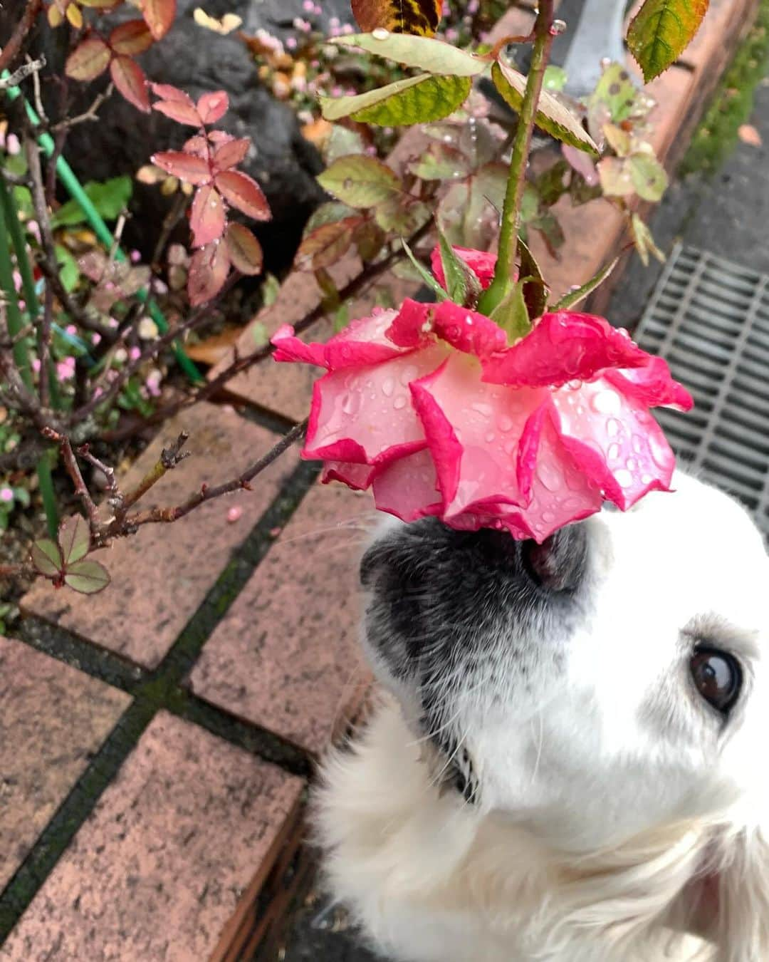 P太郎ママのインスタグラム：「バラ🌹のカホリを… かいだりするもんだろーか？ これまで、 花を気にしたことなんか、なかったやん。 菜の花は、 むしゃむしゃ食うけどねぇ… 今日も暖かい。 ペラペラダウンが暑い🥵 12月も半ば近いのに。 過ごしやすくて、嬉しいけど。 不安にもなるよね。」