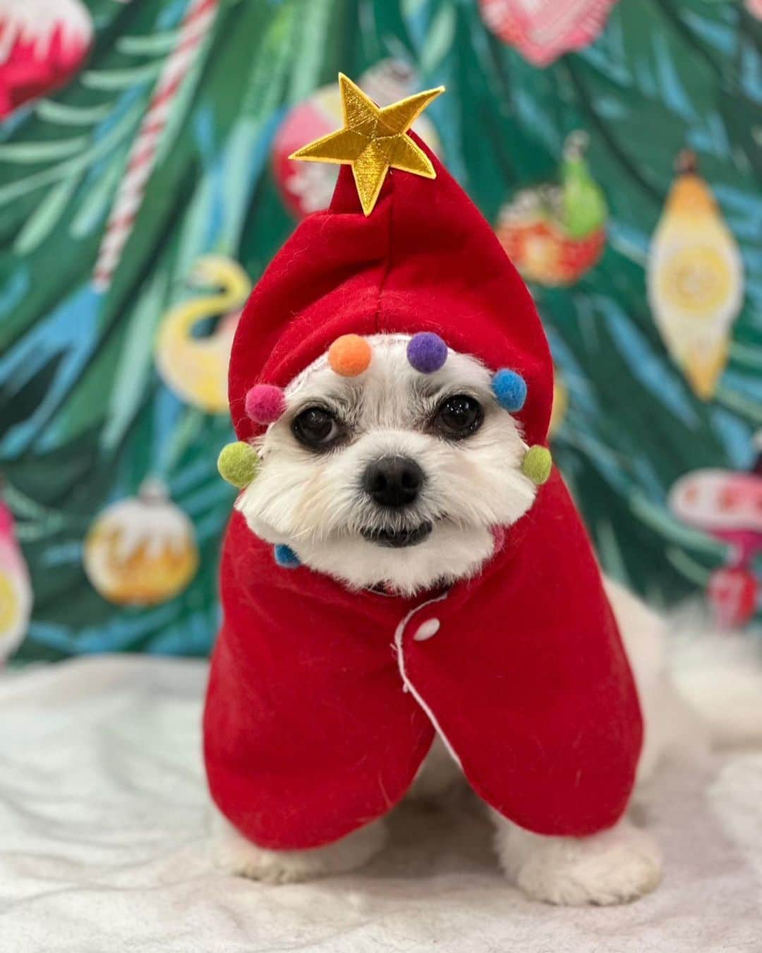 小野真弓のインスタグラム：「こんにちわん😆 ハルくんです😆🐾  みてみてーーー クリスマス〜な、おり様😏🎄🤶❤️ @wanbojapan さんでカットしてもらってー 記念撮影してもらったよ✨  ベテランのわかさんに、チョキチョキしてもらってー いつまで経っても、新米のおかーさんに 見せてあげて、勉強させてあげてるところー😆✂️  おかーさん、クリスマスのおり様見て 大爆笑😂 ポケモンみたいだねって😆👾✨  喜んでもらえて何より( ´ ▽ ` ) 笑うって大事だからねーー(*^▽^*)✨ ほんっと、親孝行なおり様😏🐾  みんなも、にこにこ笑って 午後も良い時間を過ごしてね☺️  ハルくんでちた😆🐏  #犬と猫のいる暮らし#犬猫日記 #トリミング#ハルくん」