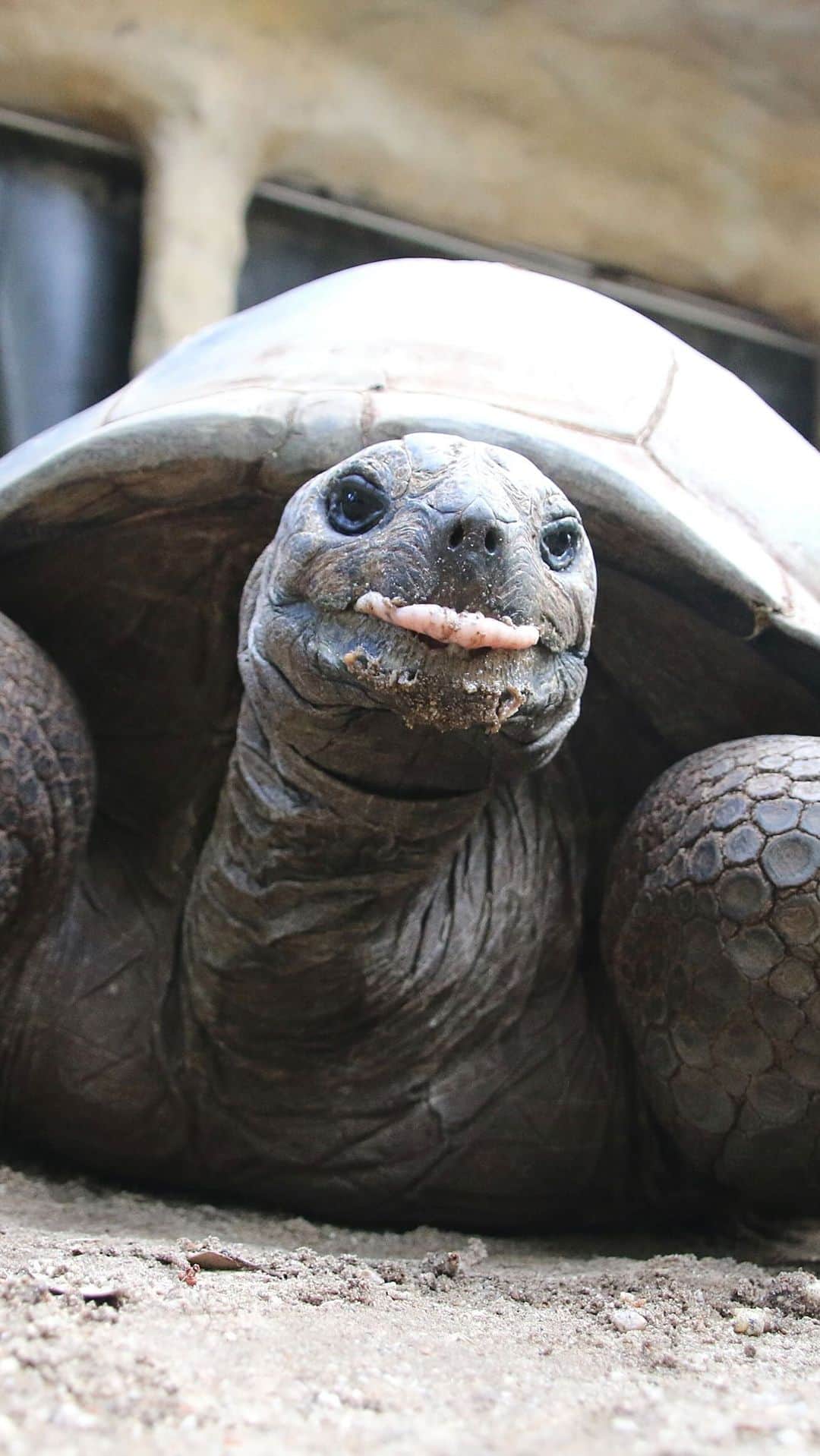 タロンガ動物園のインスタグラム：「🐢 How’s that cronnnnch?  At 108-years-young, Aldabran tortoise Esmeralda shows that if at first you don’t achieve, persistence is key. P.S. eat your veges 🥕🥬」