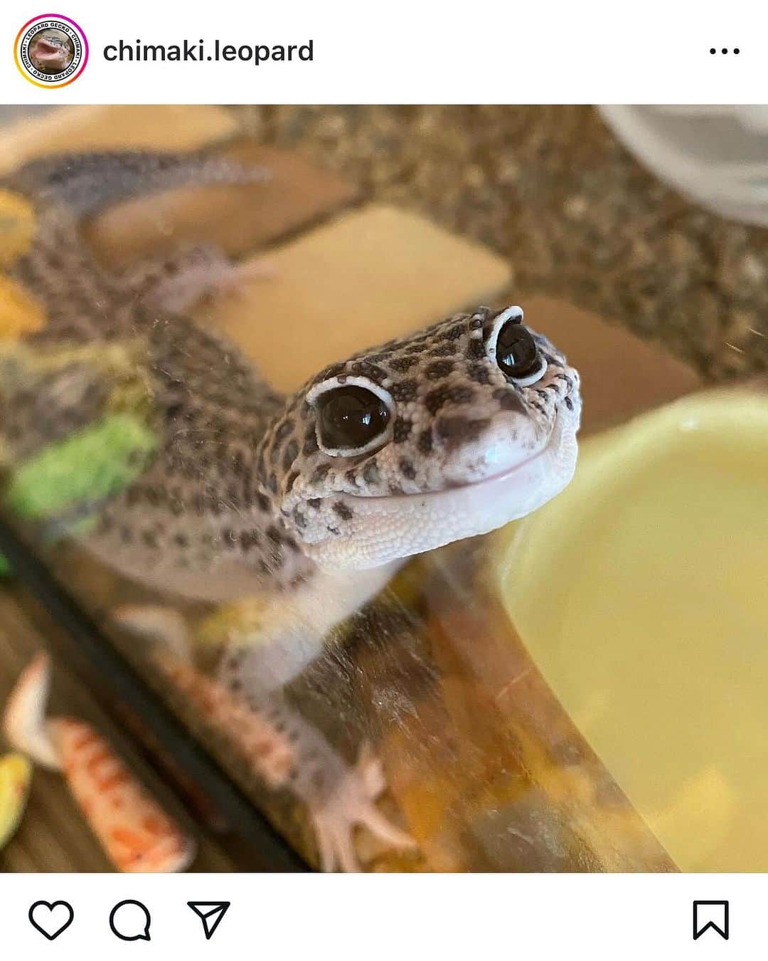 田井弘子のインスタグラム：「訃報 妹家族の飼っていた #レオパードゲッコー #スーパーマックスノー　🦎 の　ちまき君が、旅立ちました😢  感染症でした。小さい体で頑張ったね。  この子も私たちの癒しの存在でした。 どうぞ安らかに。 本日、ちゃんと葬儀もして頂いたようです。」