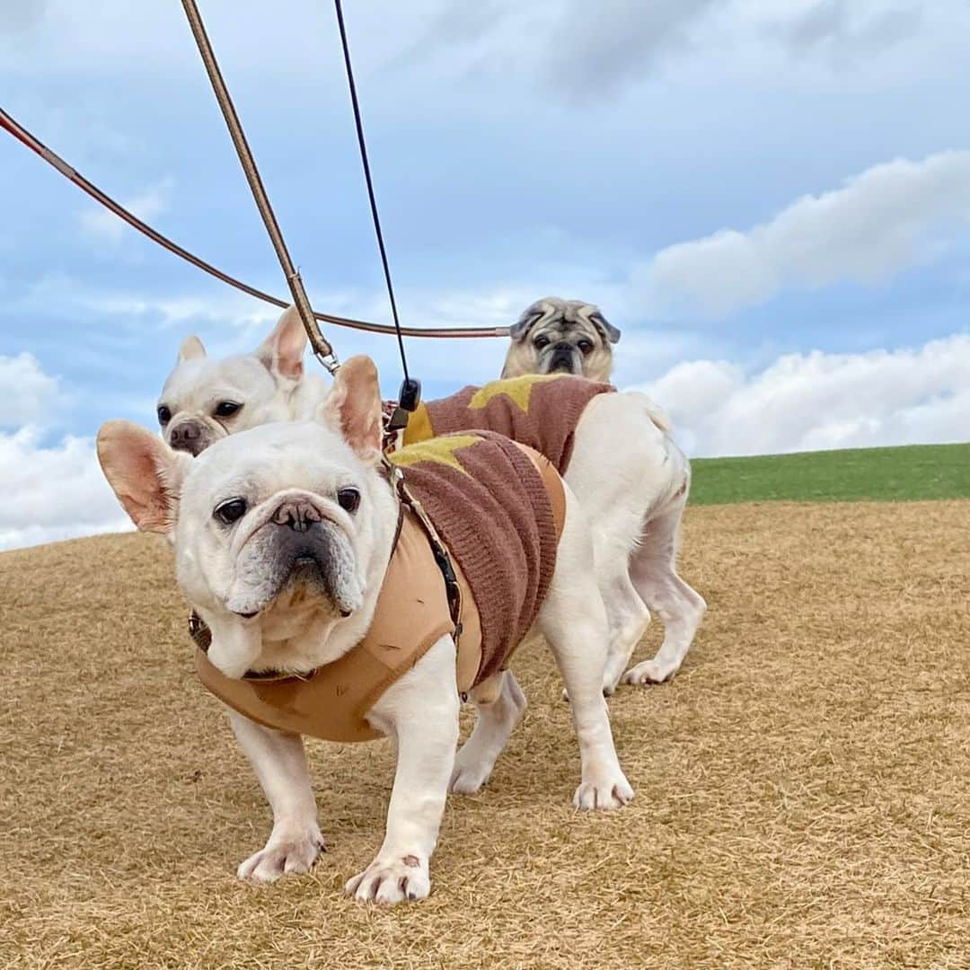 ひぐちにちほのインスタグラム：「Choo Choo TRAIN的な散歩行ってきました〜  #pug #frenchbulldog #ひぐち猫 #ひぐちお茶目 #ひぐちことぶき #ひぐち万平」