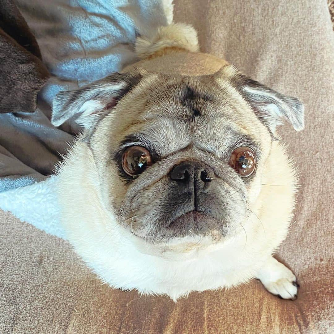 ひぐちにちほさんのインスタグラム写真 - (ひぐちにちほInstagram)「君の瞳に乾杯ってこういうこと。  #pug #ひぐち猫 #ひぐちお茶目」12月12日 15時11分 - higu_nichi