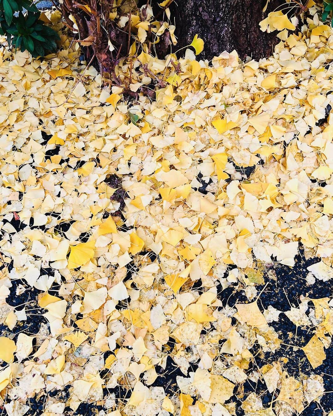 Shinnosukeさんのインスタグラム写真 - (ShinnosukeInstagram)「銀杏並木と絨毯が美しい。」12月12日 15時34分 - shinscapade
