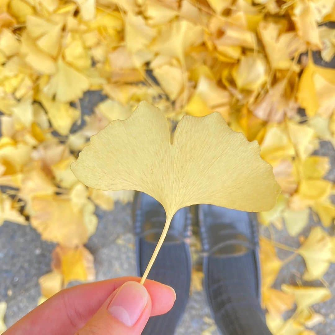 葉山さらのインスタグラム：「【さらの写真日記】 きれいなイチョウの葉っぱを発見しました🍂夜はとっても寒いですが少しまだ秋を感じますね😊 さら🌱  I found beautiful fallen leaves on the other day. It’s cold at night these days but I felt autumn vibes. 🍂 Please take care of yourself☺️ Sara🌱  #さらの写真日記 #イチョウ #紅葉 #葉山さら」