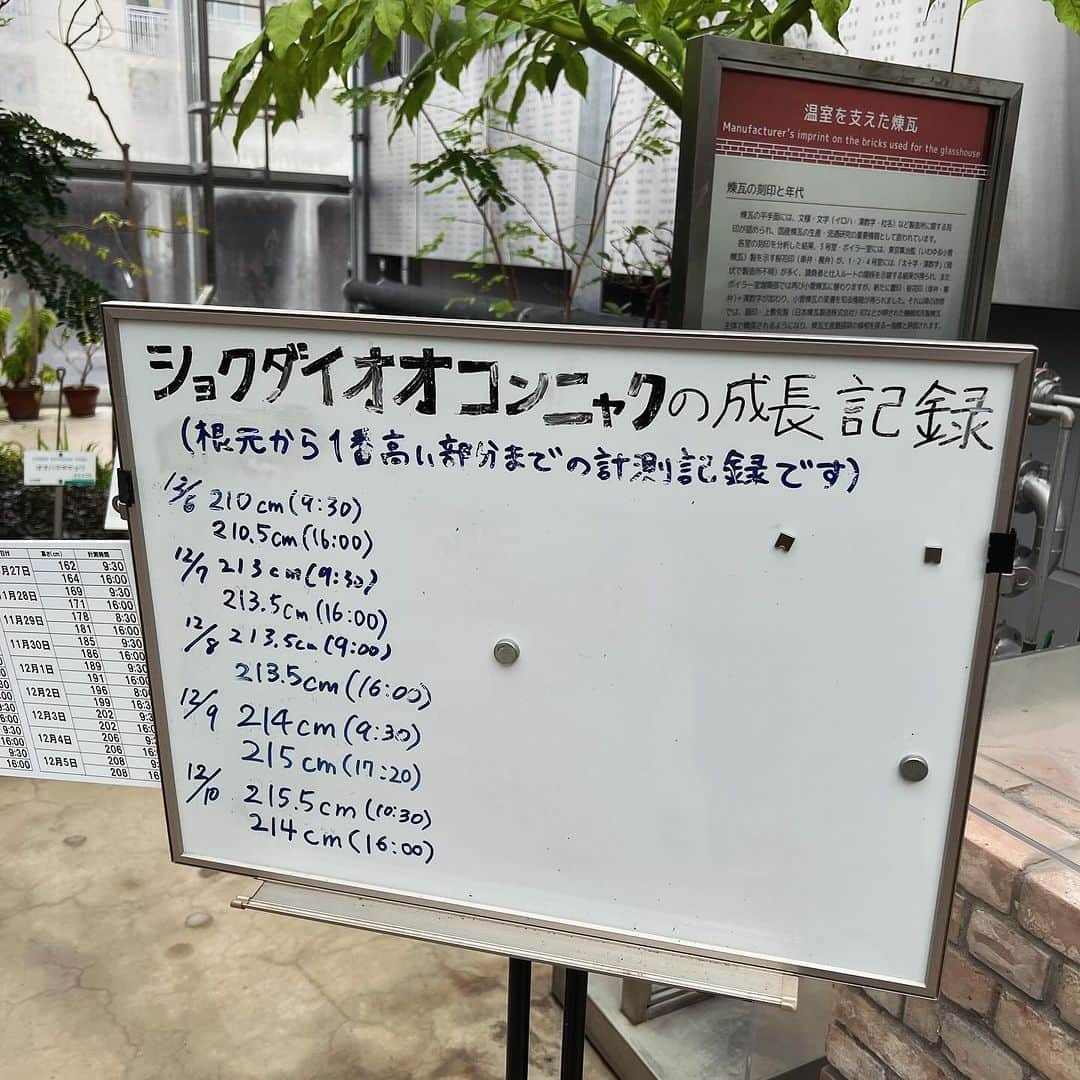 小林エリカさんのインスタグラム写真 - (小林エリカInstagram)「コンニャク研究  13年ぶりにショクダイオオコンニャクの花が咲き「腐った肉」の匂いを放っている！と教えてもらい、いさんで出かけたのですが、出遅れたようで、もう匂いを発する時期を過ぎてしまっていました😭 13年後を待ちます。  それにしても我が家のコンニャクとは比にならない巨大さに圧倒されました！  Thanks @kyatzbee   #風船爆弾フォリーズ　#女の子たち風船爆弾をつくる」12月12日 16時35分 - erikakobayashiek