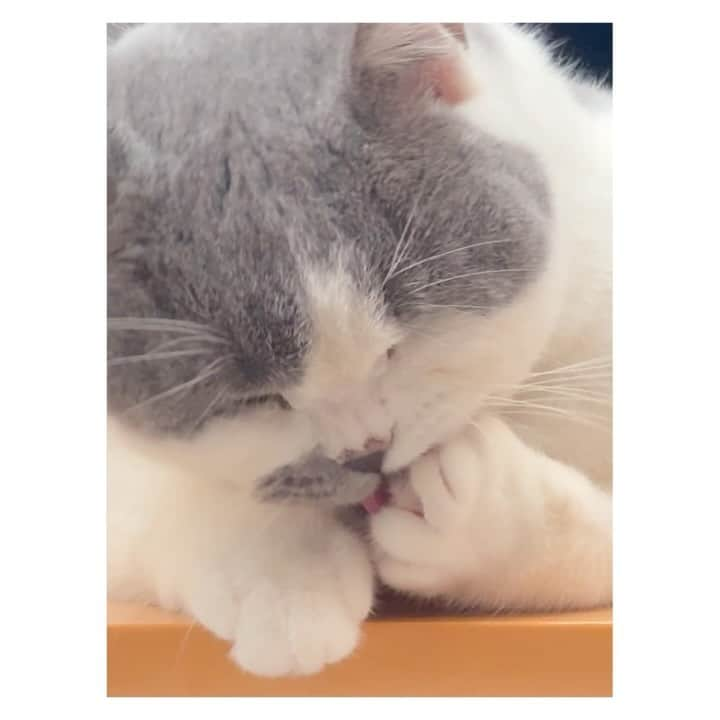 大後寿々花のインスタグラム：「指をむしってるのかと思ったら毛づくろいだった😇笑  #britishshorthair #botan #cat #🐈」