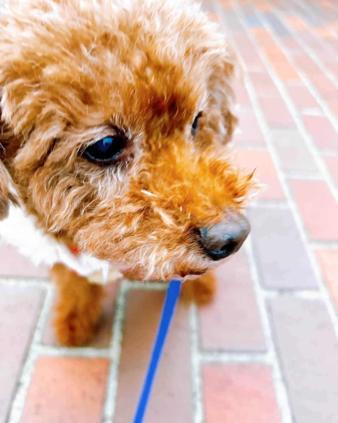 藤澤ノリマサのインスタグラム：「*  今日の小太郎🐶  寒いけど頑張ってお散歩してきました🚶  小太郎は他の犬には興味がなく、避けて散歩をしてます（笑）  人見知りなところも僕に似たのかな？  【コンサート公演情報】 BSフジ主催「藤澤ノリマサ 15th Anniversary Concert～eternità～」  〈東京〉紀尾井ホール 2024年1月7日（日）開場13:30／開演14:00  〈大阪〉住友生命いずみホール 2024年1月20日（土）開場13:30／開演14:00  詳細はプロフィールのリンクからご覧ください🔗  #桑山哲也 さん #福長雅夫 さん #森丘ヒロキ さん #藤澤ノリマサ #コンサート #絶対に #来ないと #損するよ #会場で #お待ちしてます #来てね #小太郎 #愛犬 #トイプードル #可愛い #人見知り #犬見知り #っていうのかな  *」