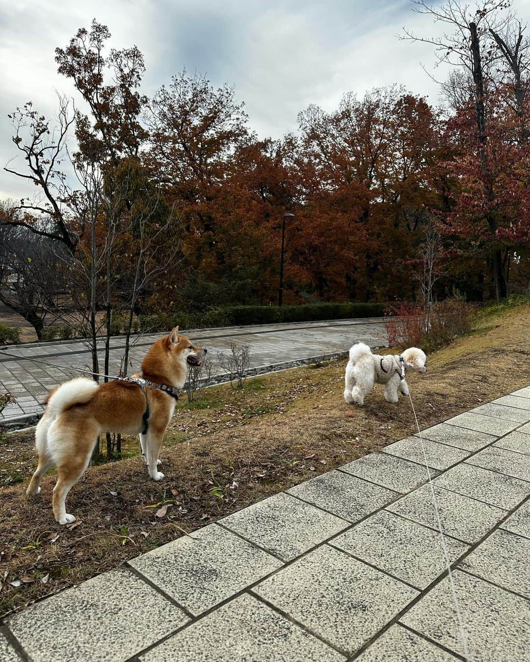 ききまるさんのインスタグラム写真 - (ききまるInstagram)「#南町田グランベリーパーク  . 渋谷から最速30分🚗 . 梅子と友達わんこと行ってきたーン🐩💞🐕 . 東京ドーム５個分らしい . ドッグカフェもあるしお散歩にはちょうど良い〜！ . . . #わんことお出かけ　#わんことおでかけ #わんこと一緒 #わんことランチ #わんことカフェ #わんことドライブ #グランベリーパーク #グランベリーパーク南町田 #南町田グランベリーパーク #アウトレット　#わんこ部 #わんこなしでは生きていけません会 #わんこは家族」12月12日 17時15分 - kikigram_97