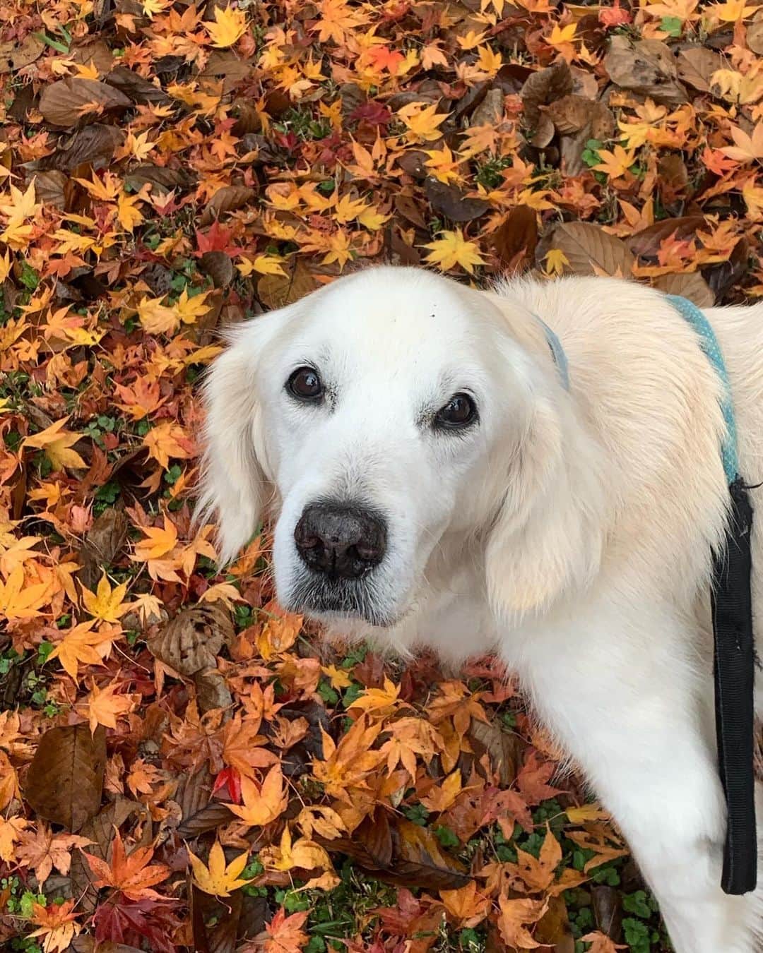 P太郎ママのインスタグラム：「黄色い紅葉🍁 晴れた日なら金色に輝いたかなぁ。 曇天残念😢」