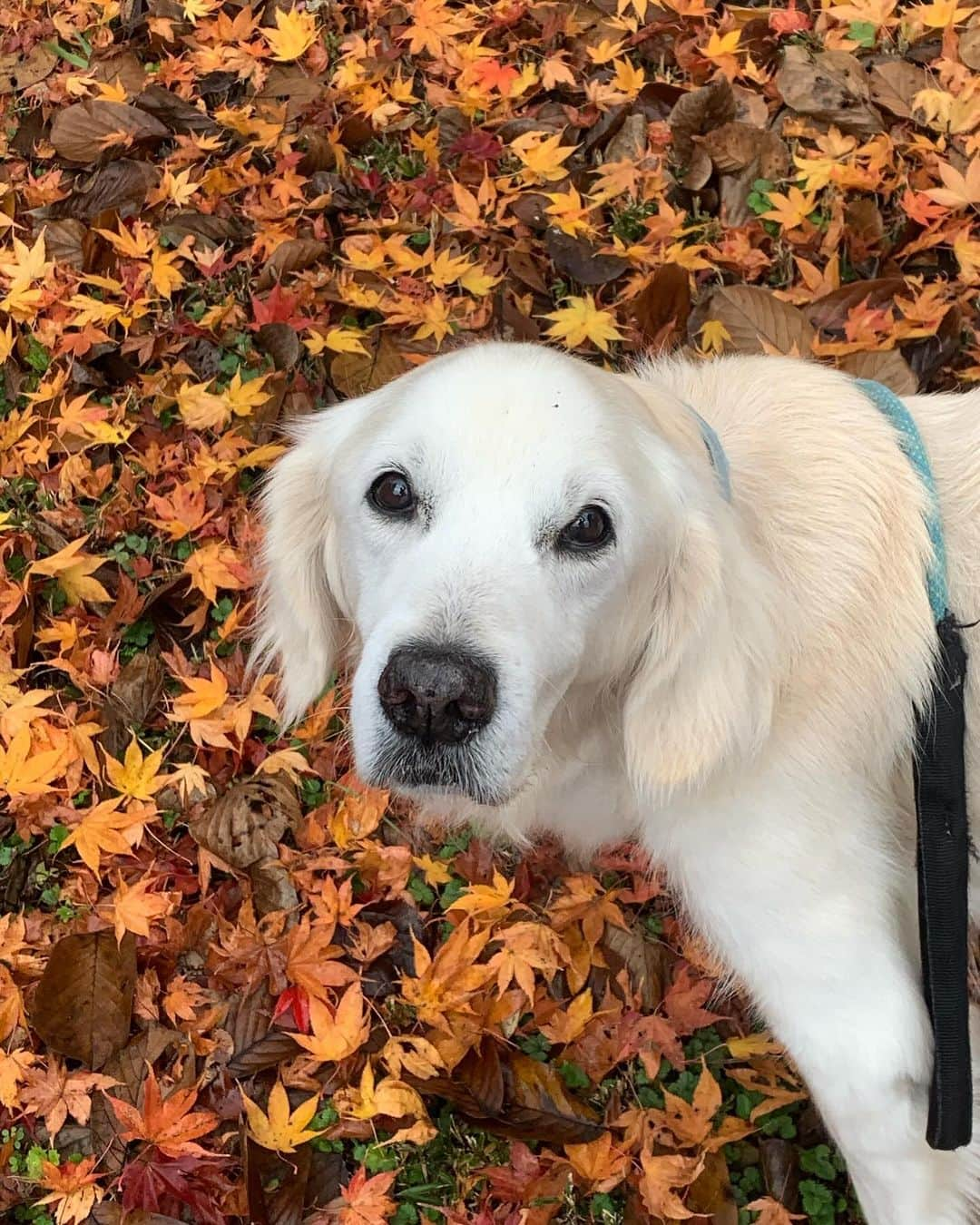 P太郎ママのインスタグラム：「黄色い紅葉🍁 晴れた日なら金色に輝いたかなぁ。 曇天残念😢」