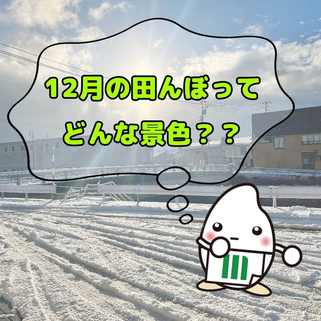ミツハシくん-Mitsuhashi Rice-のインスタグラム：「. 山形県の生産者さんのところに行ってきたよ✨  12月になってから一気に冬が来たね！  田んぼは雪に埋もれてたよ⛄ とても寒かった～❄  この時期の生産者の皆さんは何をしてるんだろう？ 実は… 来年度にどんなお米を作るか、 計画を立てているんだ💡 もう6年産のお米の事を考えているんだね😳  今年もおいしいお米を作ってくれて、 ありがとう。💓 と感謝の気持ちを忘れずに、 今年残り僅かの時間を過ごそう🍙  そして、来年もまた、 おいしいお米がたくさんできるといいな～ 🌾 . #ミツハシライス  #企業キャラクター  #ミツハシくん   #山形県  #田んぼ  #生産者  #農家  #米作り  #農作業   #米 #お米 #稲  #ご飯 #ごはん」