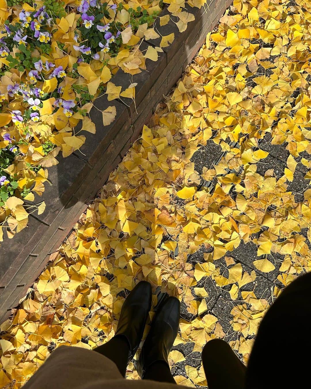 加藤沙知さんのインスタグラム写真 - (加藤沙知Instagram)「・ 出勤途中、ふと足下を見たら。 綺麗な黄色の絨毯でした。  #いちょう#黄色い絨毯 #通勤の一場面 #たまには下を向いてゆっくり歩くのも悪くないですね☺️」12月12日 20時39分 - mrt.kato