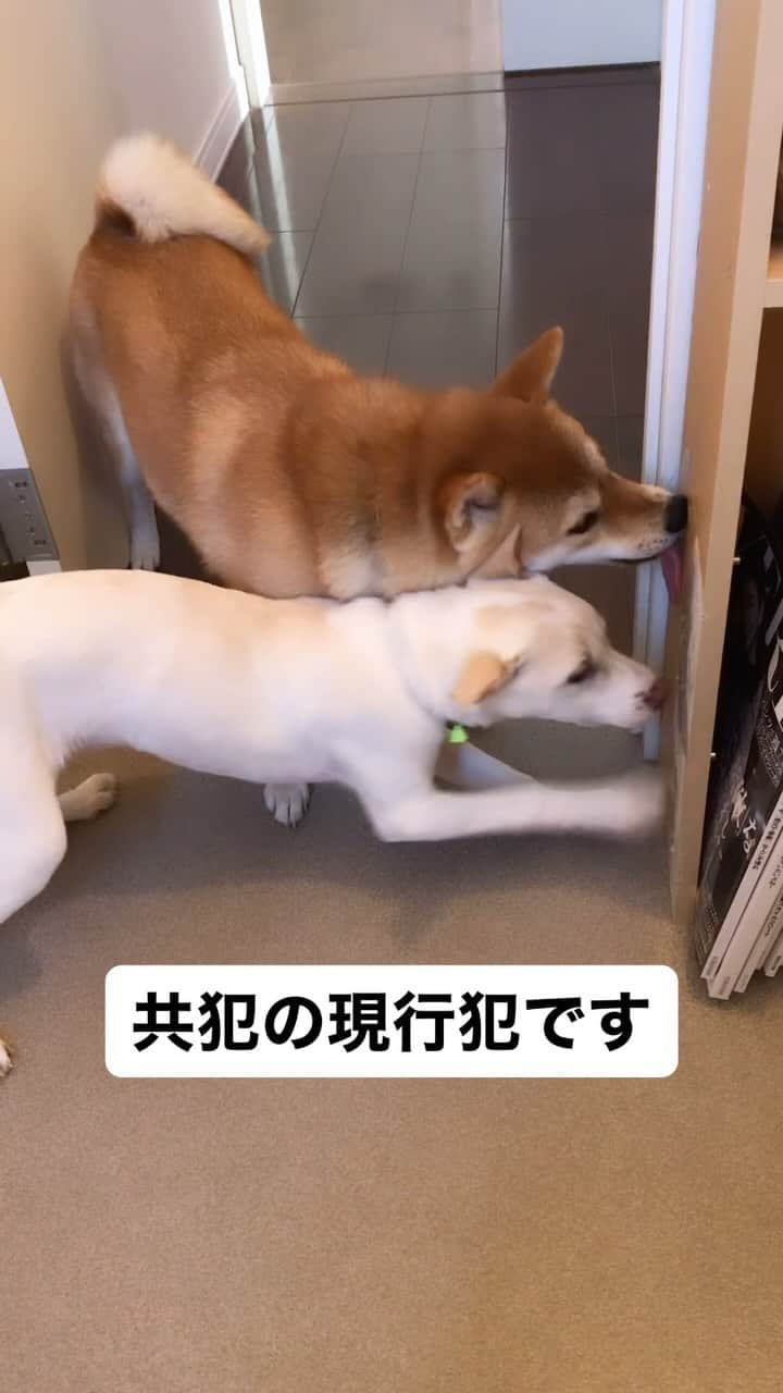 柴犬ハル&保護犬すずのインスタグラム：「🐕🐐 . 若い頃、トイレに置いてた 本棚を２匹で破壊していました。。。 . #ハルが破壊の方法を教えていました #トイレに本棚置くなよと思われそうですが笑 #もう破棄の予定の本棚でしたので好きにさせました . #柴犬#柴#kagoshima#dog#puppy#shibainu#shibastagram#いぬバカ部#family#cat#鹿児島#赤柴#ねこ#猫#雑種#天文館#日本犬#保護犬を家族に#保護犬#元保護犬#姉妹」