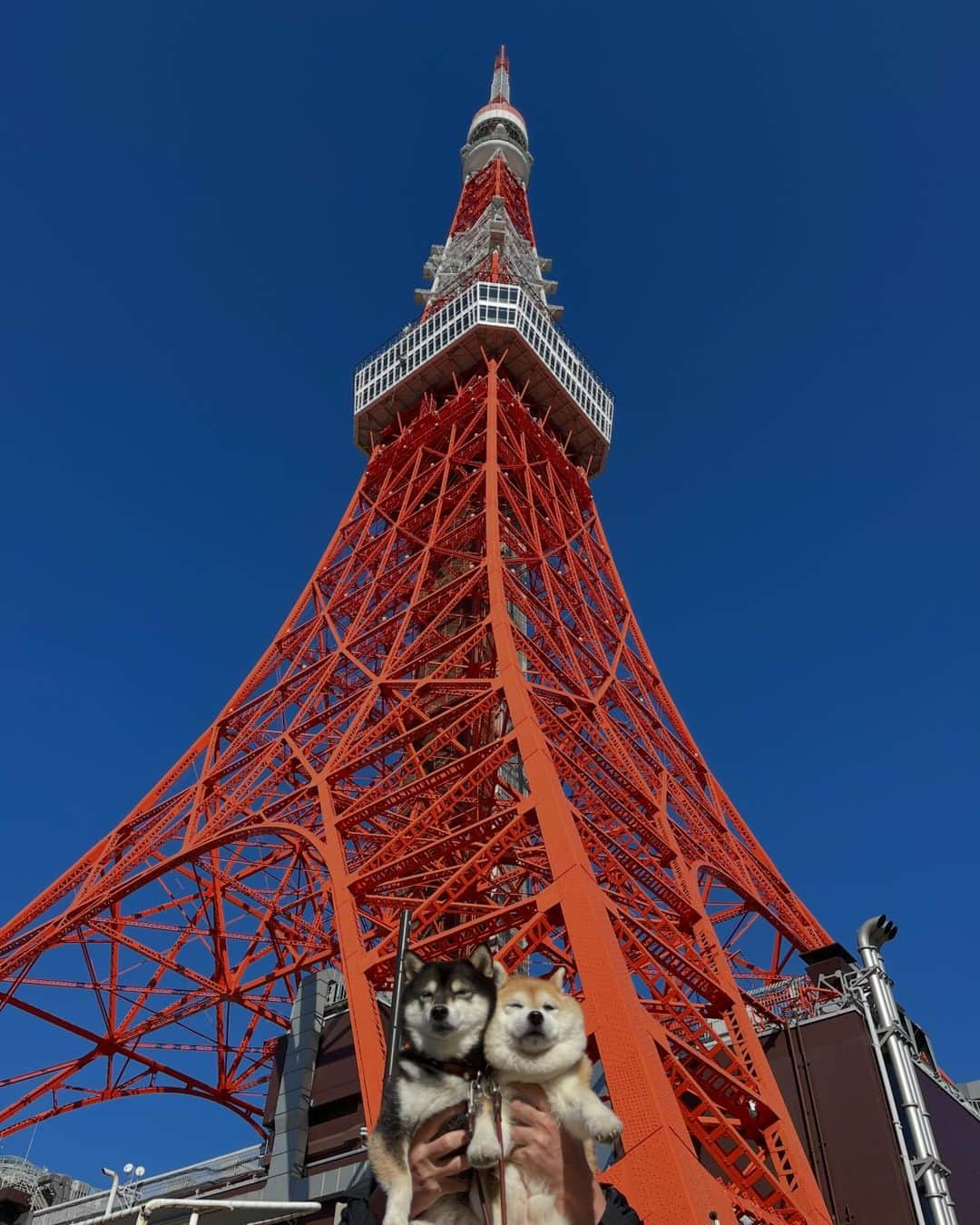 豆柴なつ&ふゆさんのインスタグラム写真 - (豆柴なつ&ふゆInstagram)「Tokyo Tower🗼😊⭐️ 東京タワー🗼😊⭐️  #東京 #Tokyo #東京タワー #tokyotower  #快晴  #旅行 #犬連れ旅行  #ワンコと旅行   　#shibainumag_feature #doglife #shibalife #shibaken #shibaaaaainu  #柴犬#shiba #shibainu #shibastagram #shibamania #豆柴 #pecoいぬ部  #dogstagram #dogoftheday  #🐕📷 #shibaaaaainu #shibadog #shibaaddict #犬#instacute #柴#proudshibas #cutepets」12月12日 22時16分 - mameshiba.natsuinu56