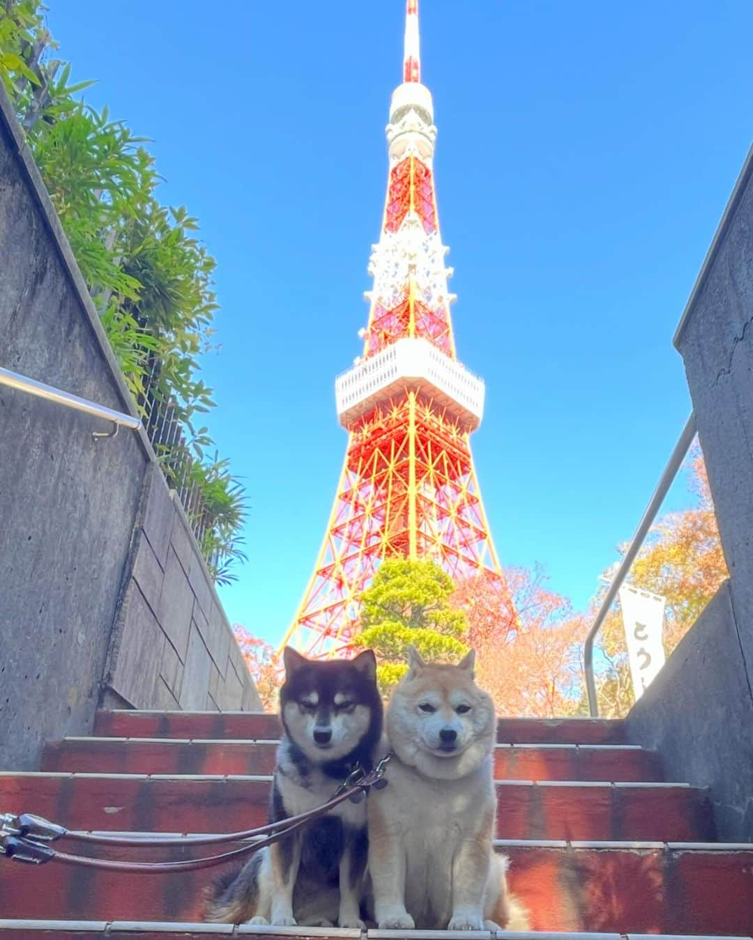 豆柴なつ&ふゆのインスタグラム：「Tokyo Tower🗼😊⭐️ 東京タワー🗼😊⭐️  #東京 #Tokyo #東京タワー #tokyotower  #快晴  #旅行 #犬連れ旅行  #ワンコと旅行   　#shibainumag_feature #doglife #shibalife #shibaken #shibaaaaainu  #柴犬#shiba #shibainu #shibastagram #shibamania #豆柴 #pecoいぬ部  #dogstagram #dogoftheday  #🐕📷 #shibaaaaainu #shibadog #shibaaddict #犬#instacute #柴#proudshibas #cutepets」