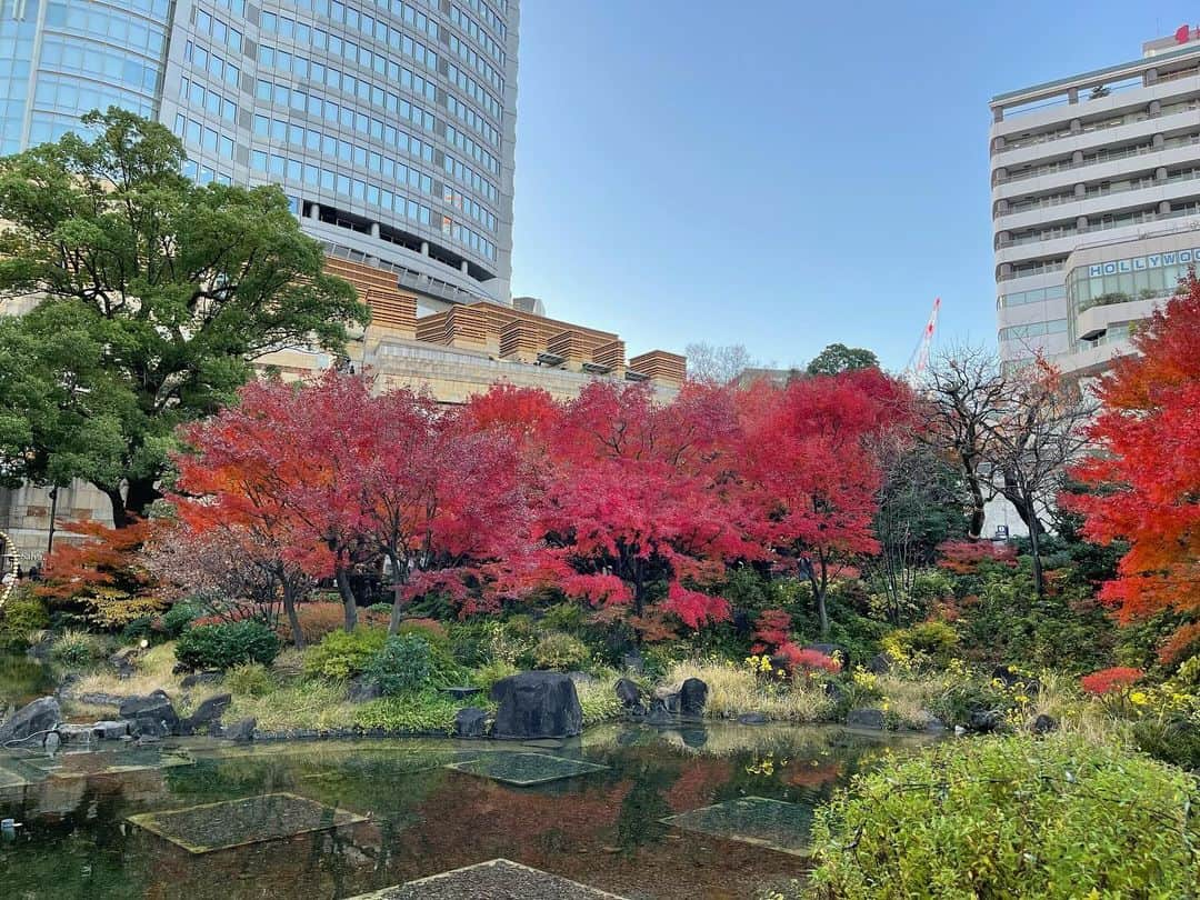 渡辺瑠海さんのインスタグラム写真 - (渡辺瑠海Instagram)「🍁  毛利庭園の紅葉が見頃を迎えています  定期的に様子を見に行っていたのですが だんだん色づいてきたなーと思ったら そこからは一瞬で真っ赤に！  だいぶ雑な定点観測ですが こうして見比べると葉の色づきだけじゃなく 空模様も少し違っていておもしろいですよね  また何か定点観測してみたいなあ🔭  #サンステ #サンデーステーション #お天気コーナー  #きょうのイロドリ #紅葉」12月12日 22時42分 - rumi_watanabe_ex