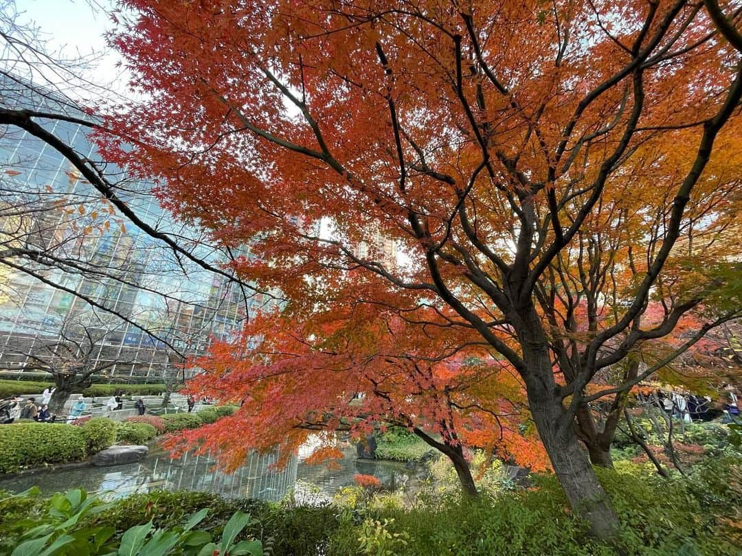 渡辺瑠海さんのインスタグラム写真 - (渡辺瑠海Instagram)「🍁  毛利庭園の紅葉が見頃を迎えています  定期的に様子を見に行っていたのですが だんだん色づいてきたなーと思ったら そこからは一瞬で真っ赤に！  だいぶ雑な定点観測ですが こうして見比べると葉の色づきだけじゃなく 空模様も少し違っていておもしろいですよね  また何か定点観測してみたいなあ🔭  #サンステ #サンデーステーション #お天気コーナー  #きょうのイロドリ #紅葉」12月12日 22時42分 - rumi_watanabe_ex