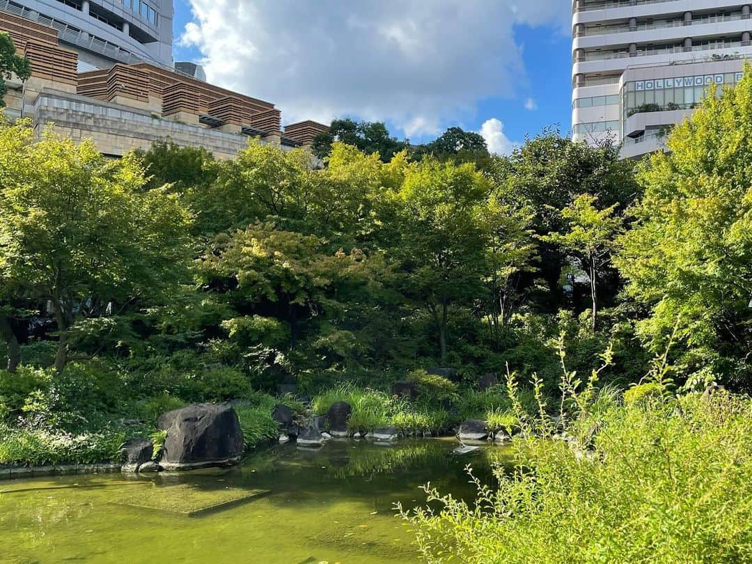 渡辺瑠海さんのインスタグラム写真 - (渡辺瑠海Instagram)「🍁  毛利庭園の紅葉が見頃を迎えています  定期的に様子を見に行っていたのですが だんだん色づいてきたなーと思ったら そこからは一瞬で真っ赤に！  だいぶ雑な定点観測ですが こうして見比べると葉の色づきだけじゃなく 空模様も少し違っていておもしろいですよね  また何か定点観測してみたいなあ🔭  #サンステ #サンデーステーション #お天気コーナー  #きょうのイロドリ #紅葉」12月12日 22時42分 - rumi_watanabe_ex